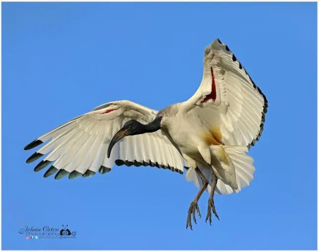 Kingna Lodge Montagu