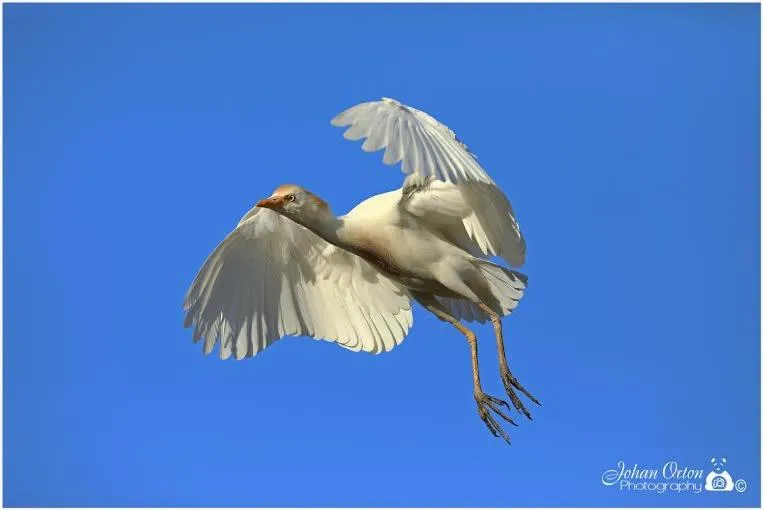 Kingna Lodge Montagu