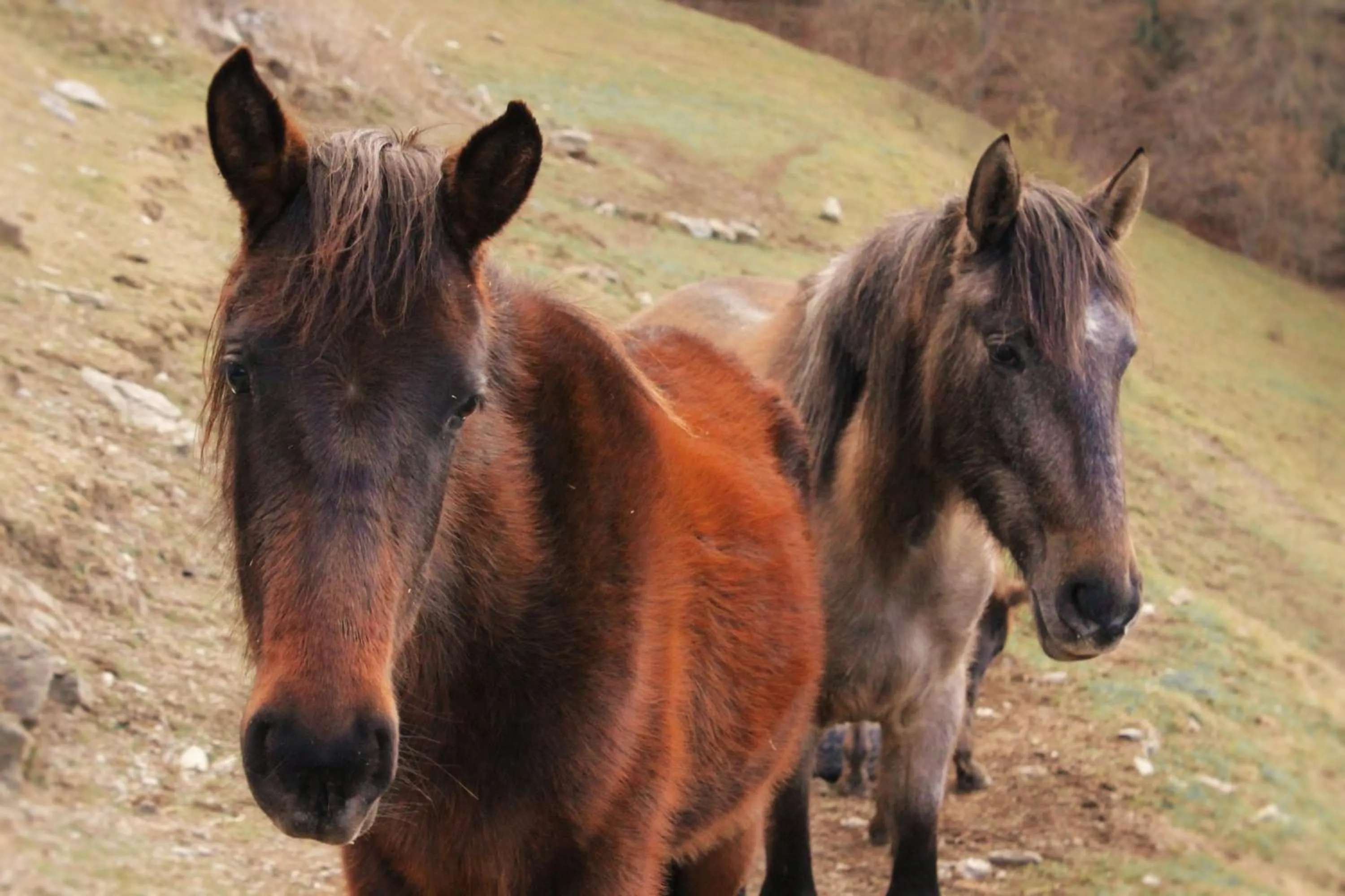 Animals in La Costa de Molló