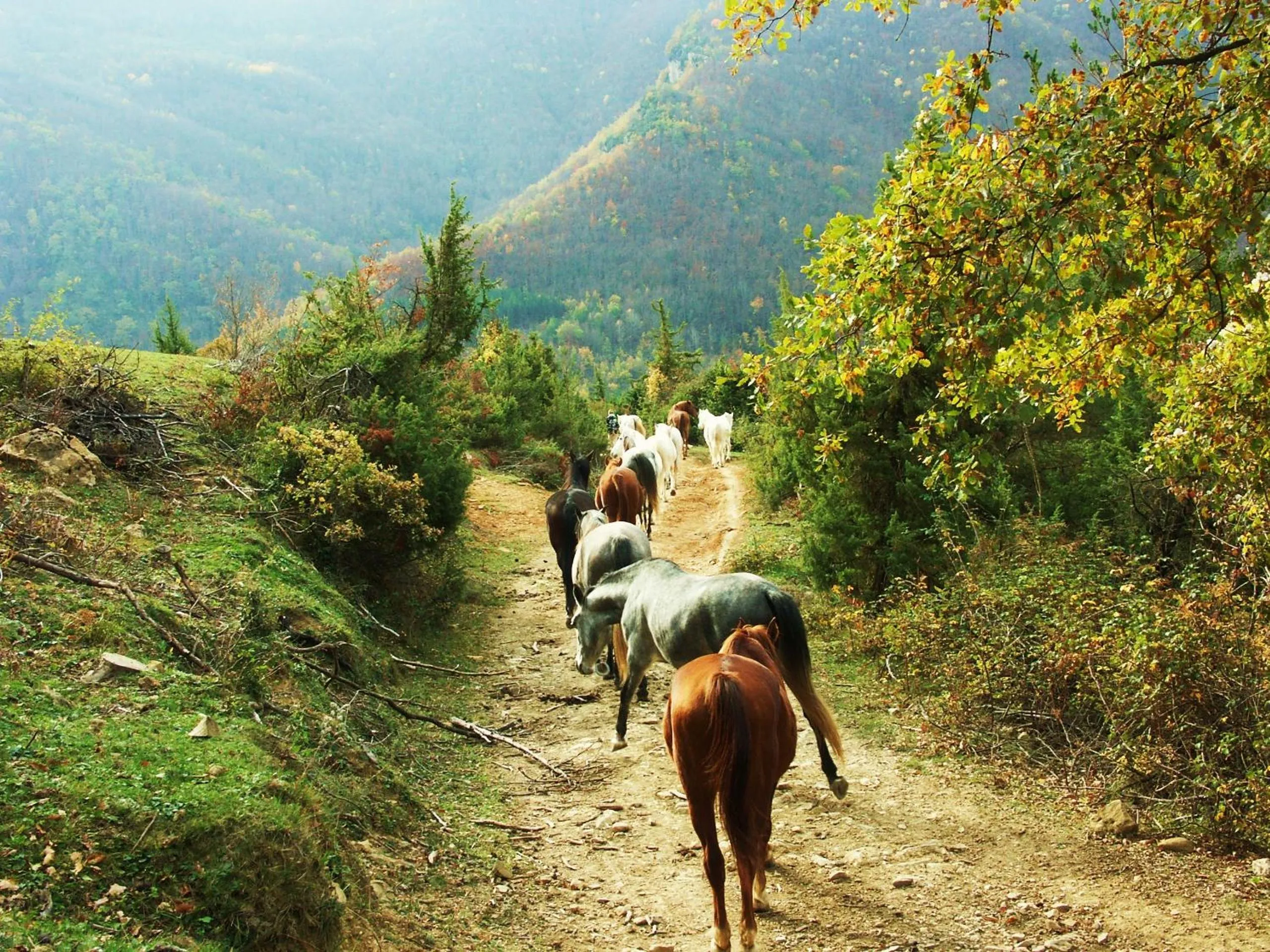Horse-riding in La Costa de Molló