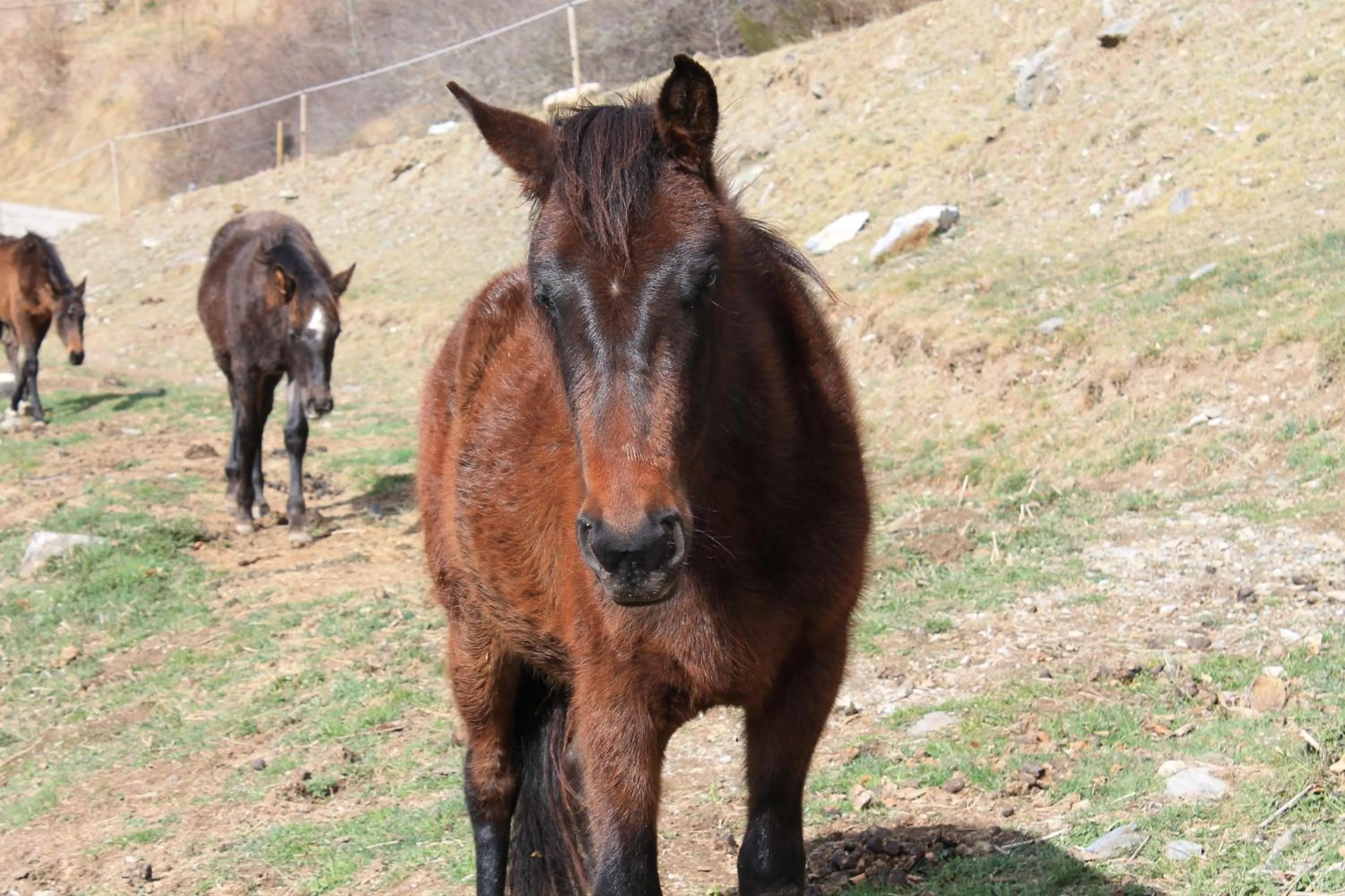 Animals in La Costa de Molló