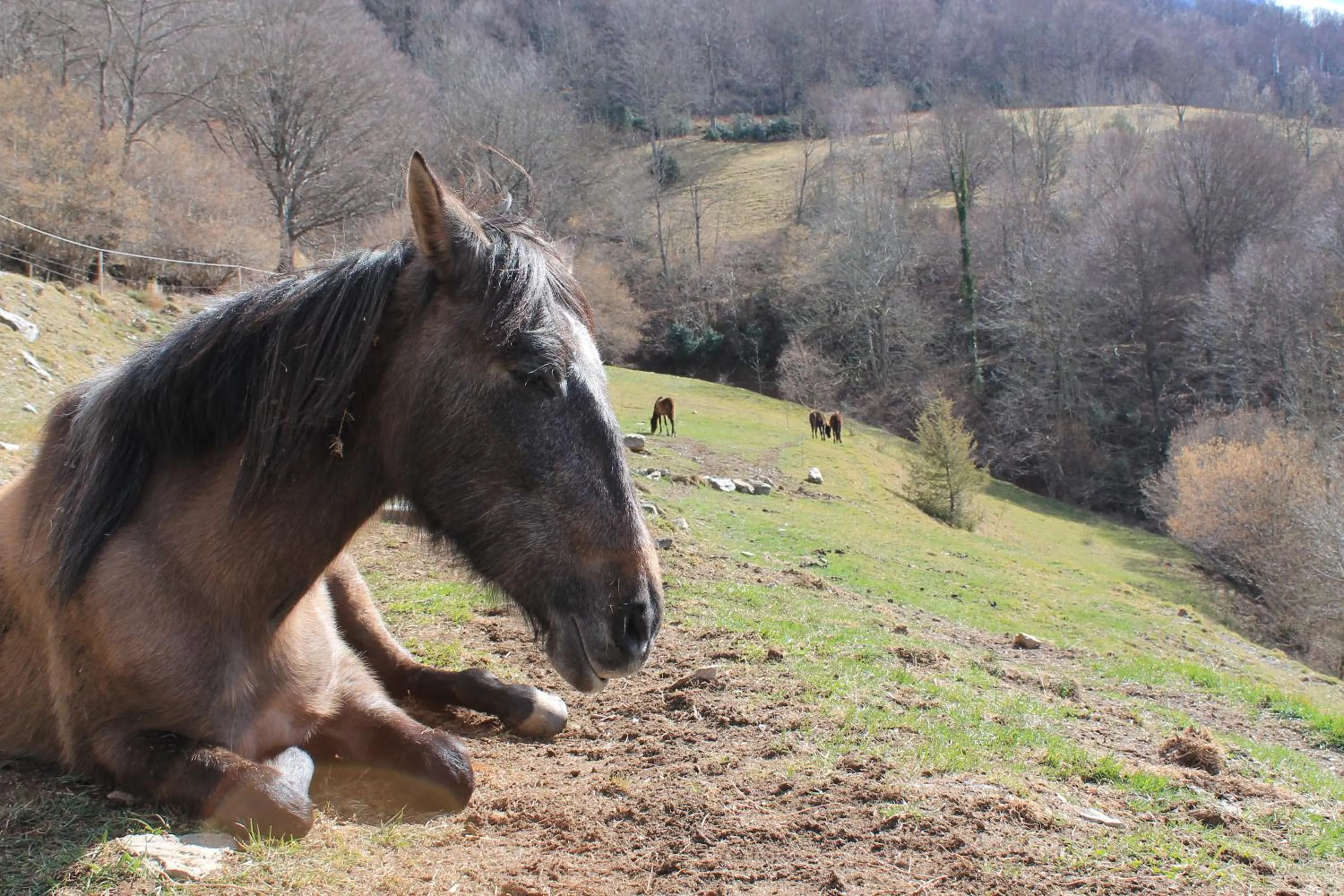 Animals in La Costa de Molló