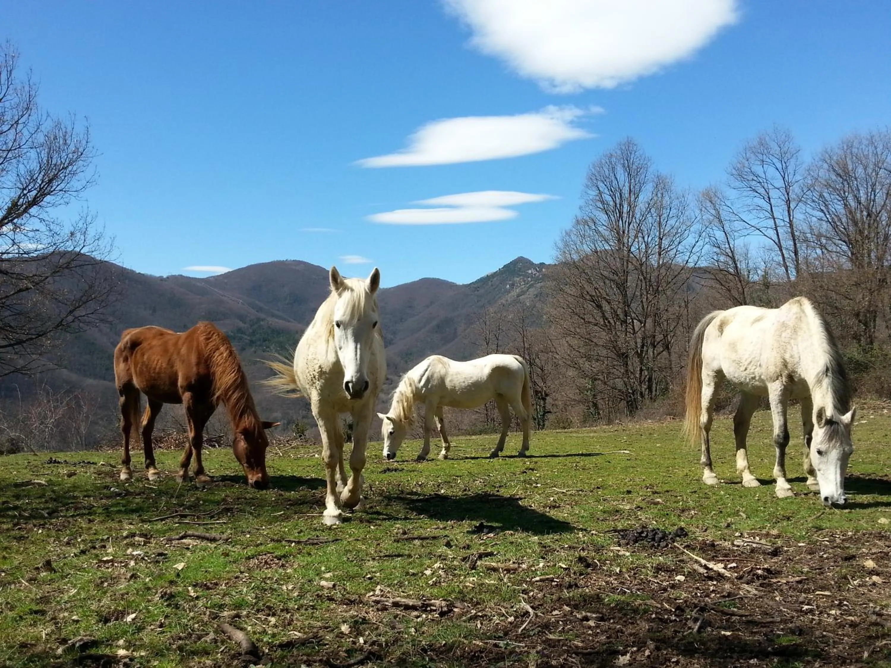 Horse-riding in La Costa de Molló