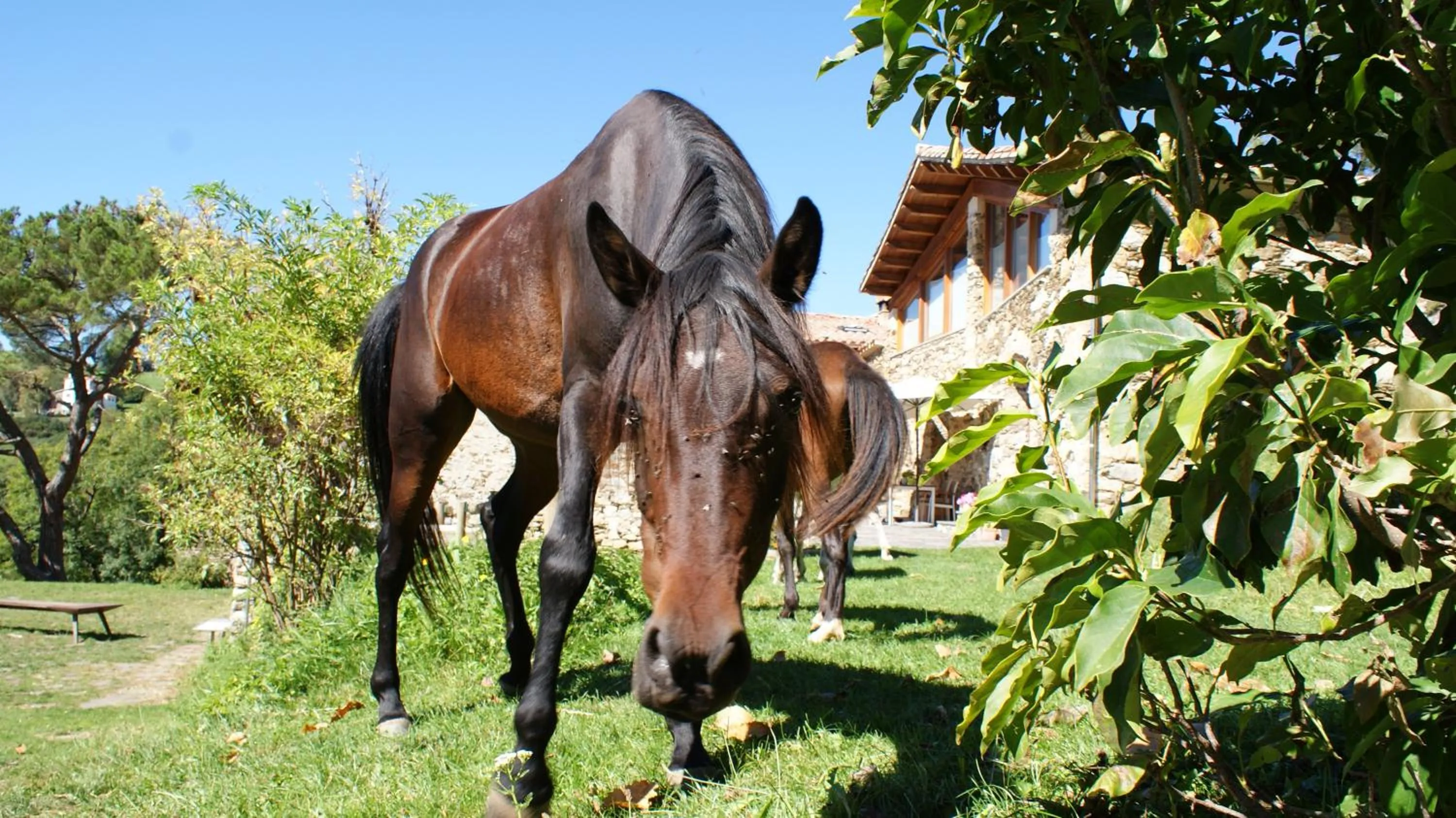 Animals in La Costa de Molló