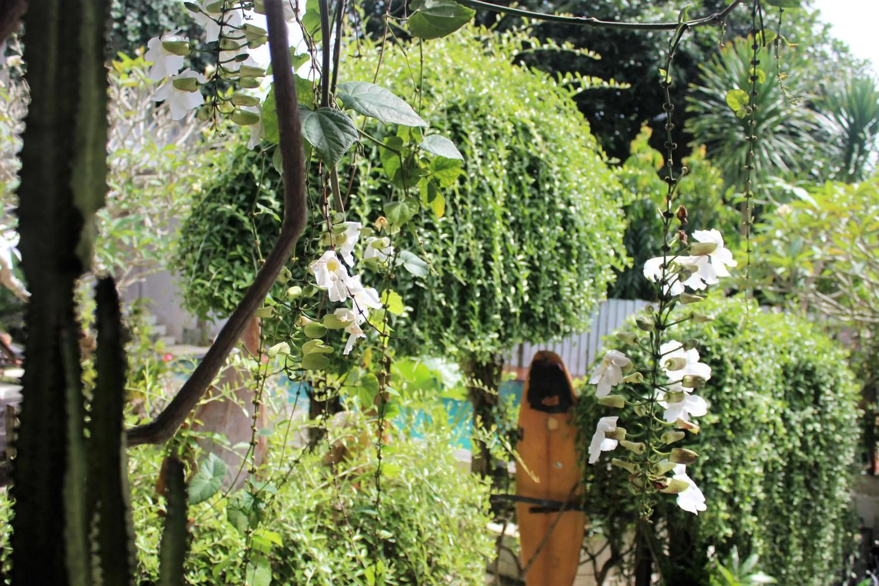 Garden in Bingin Inn