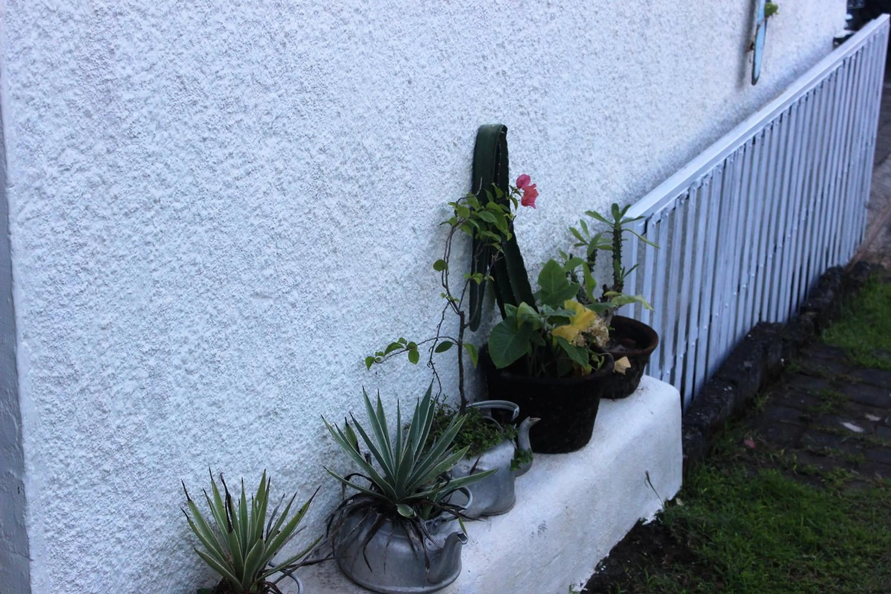 Garden in Bingin Inn