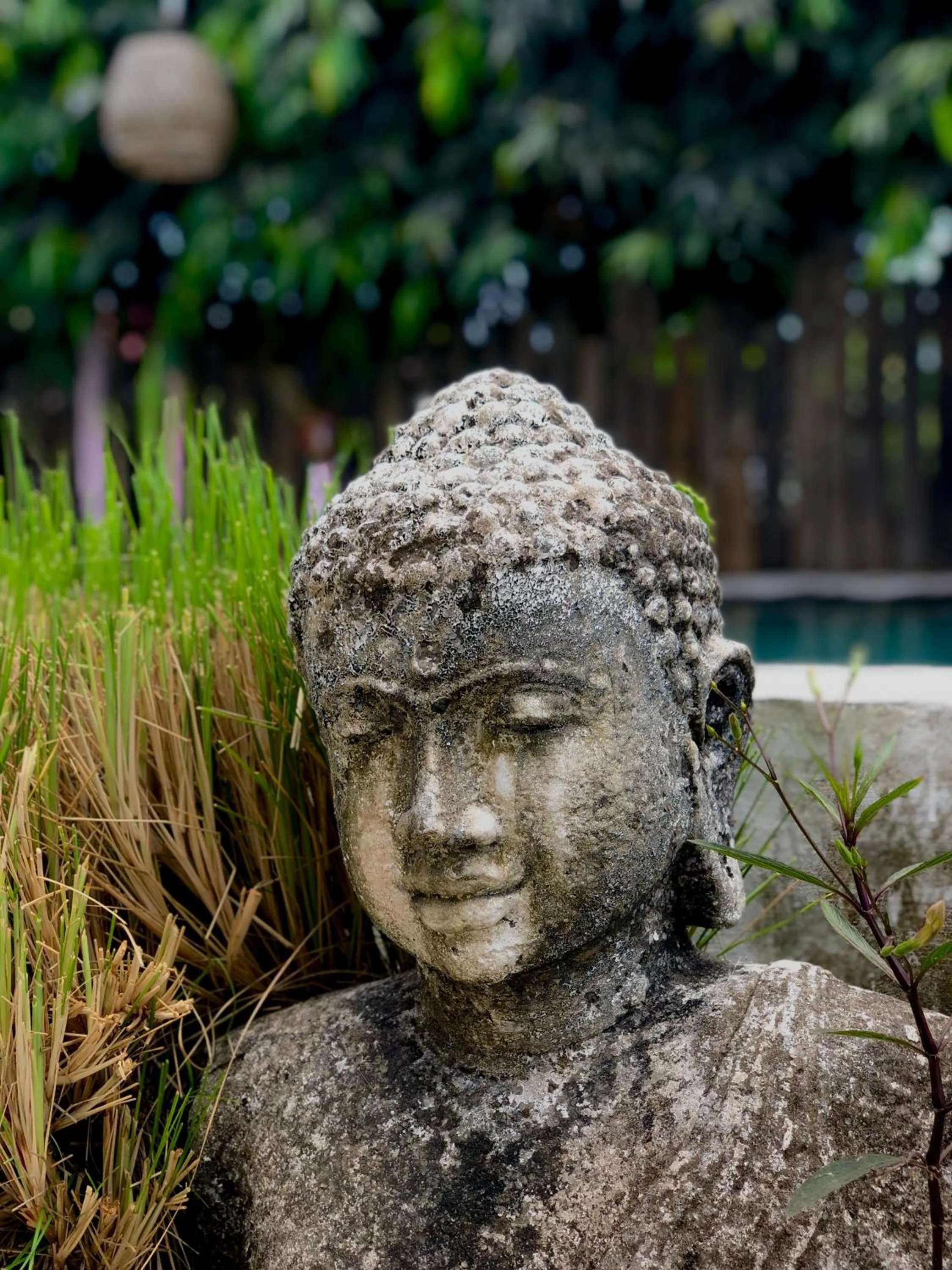 Swimming pool in Bingin Inn