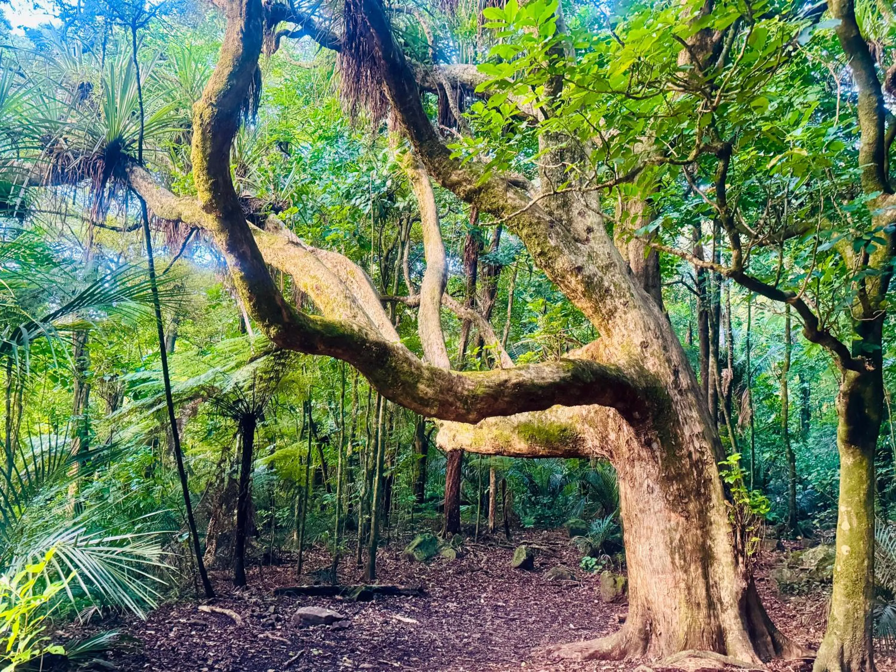 Natural landscape in Kensington Motel