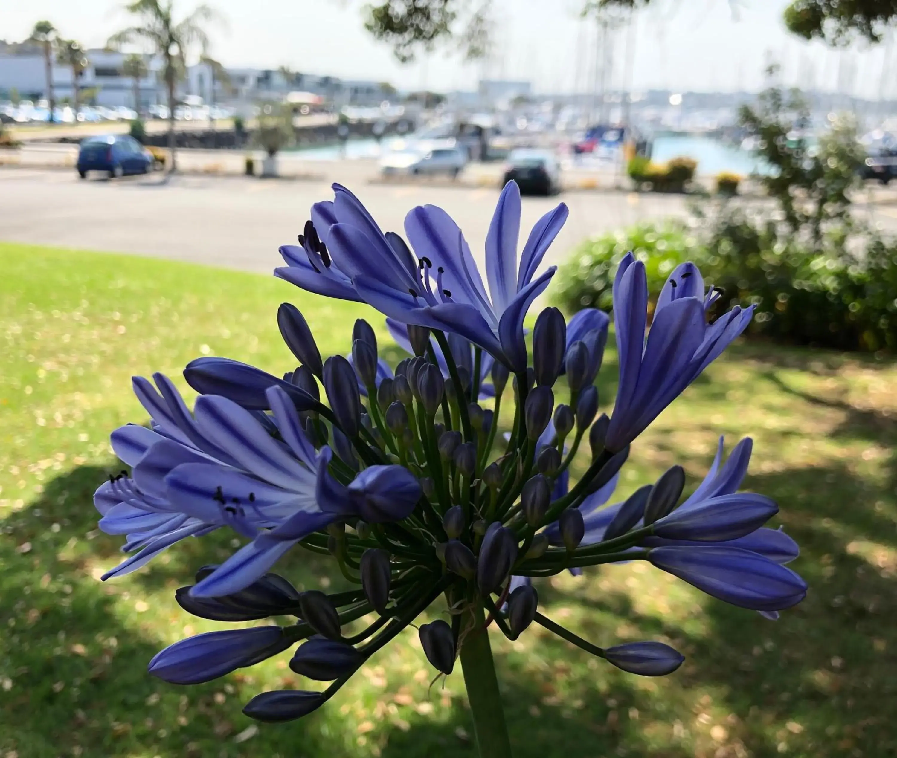 Garden in Half Moon Bay Motel