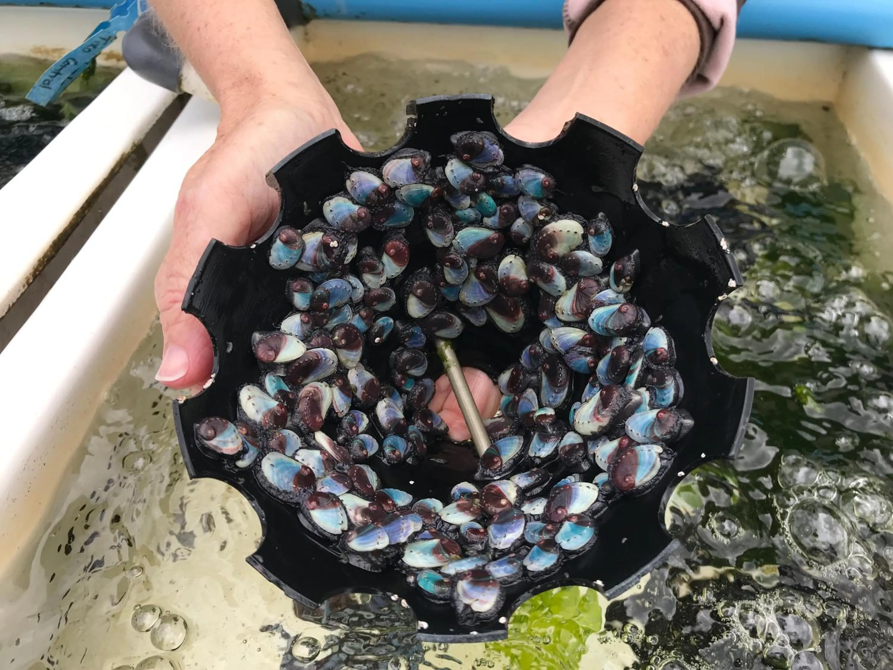 Animals in Sixteen Guesthouse on Main