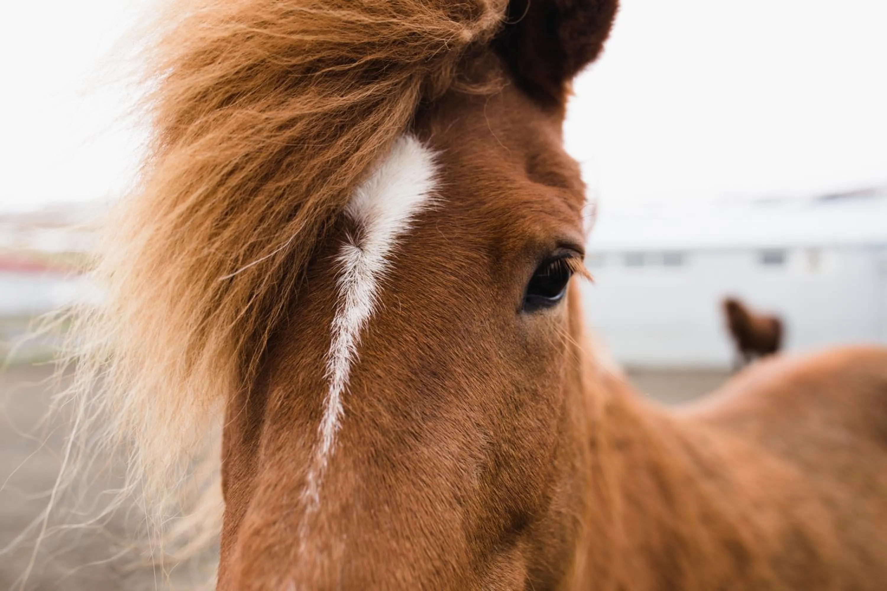 Hvammstangi Cottages