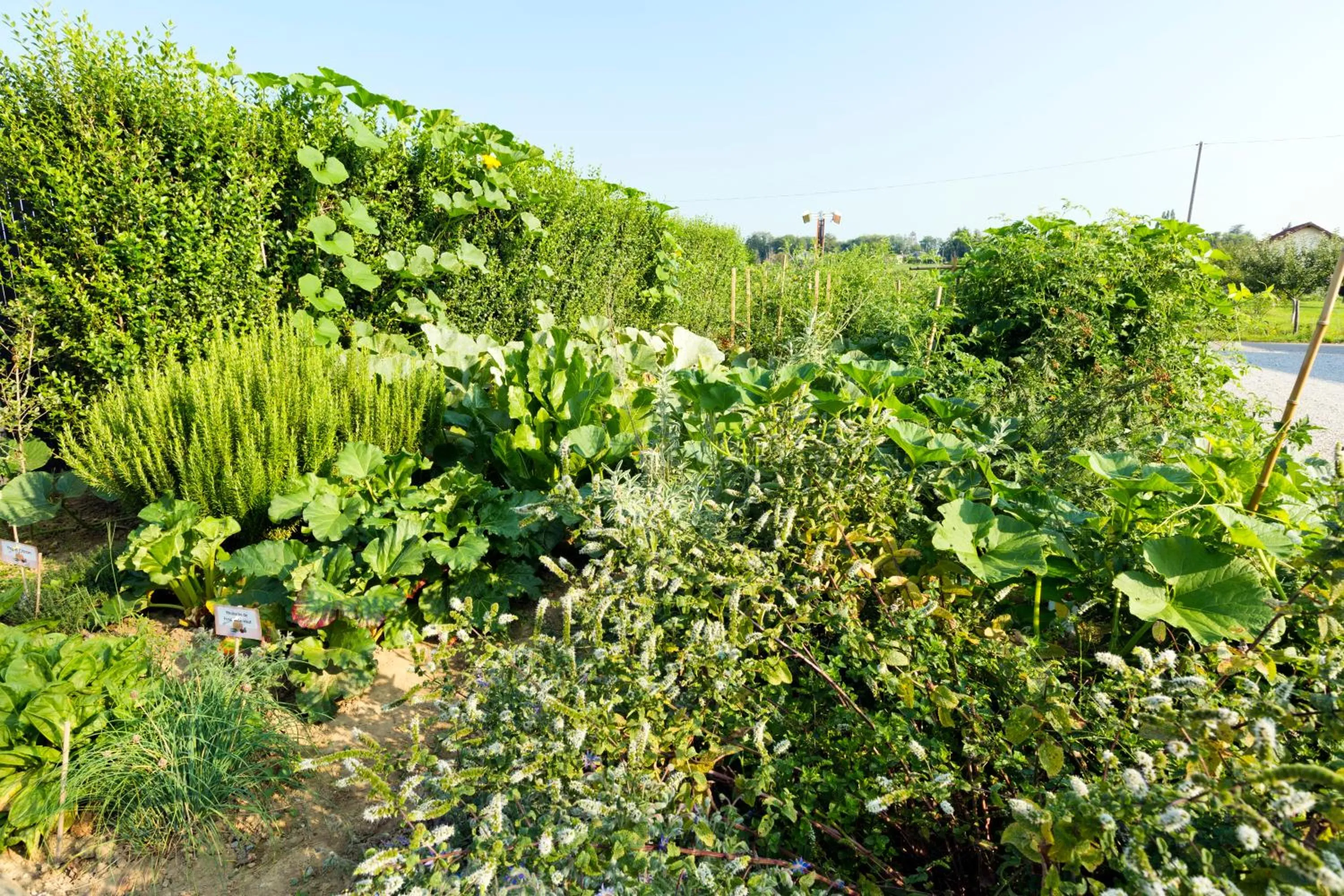 Natural landscape in Hôtel Auberge de Chavannes