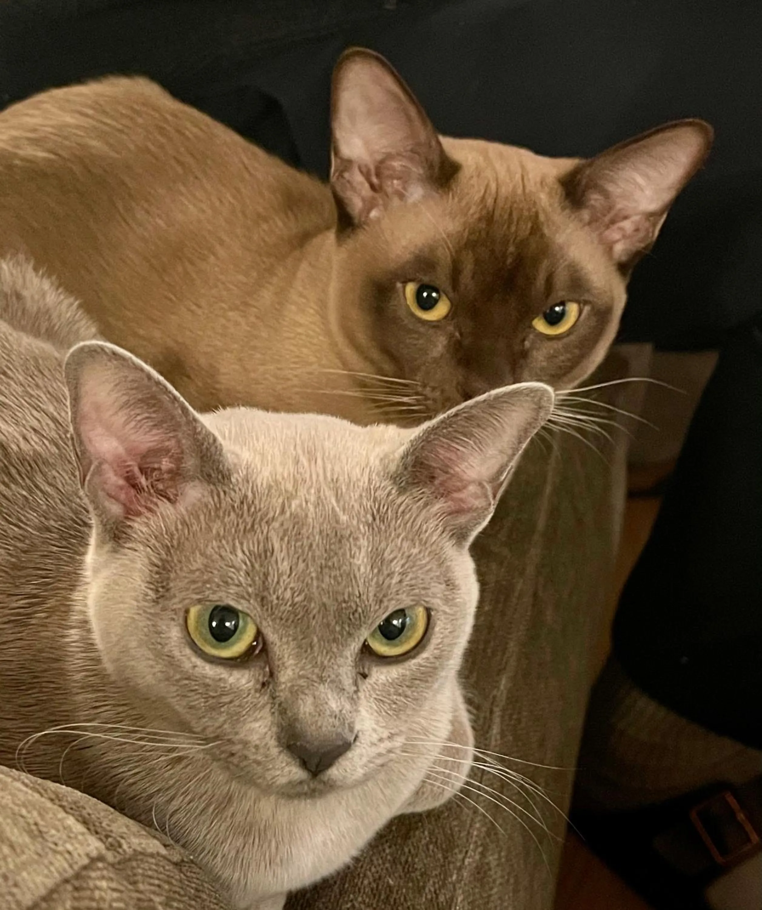 Apple Tree boutique B&B