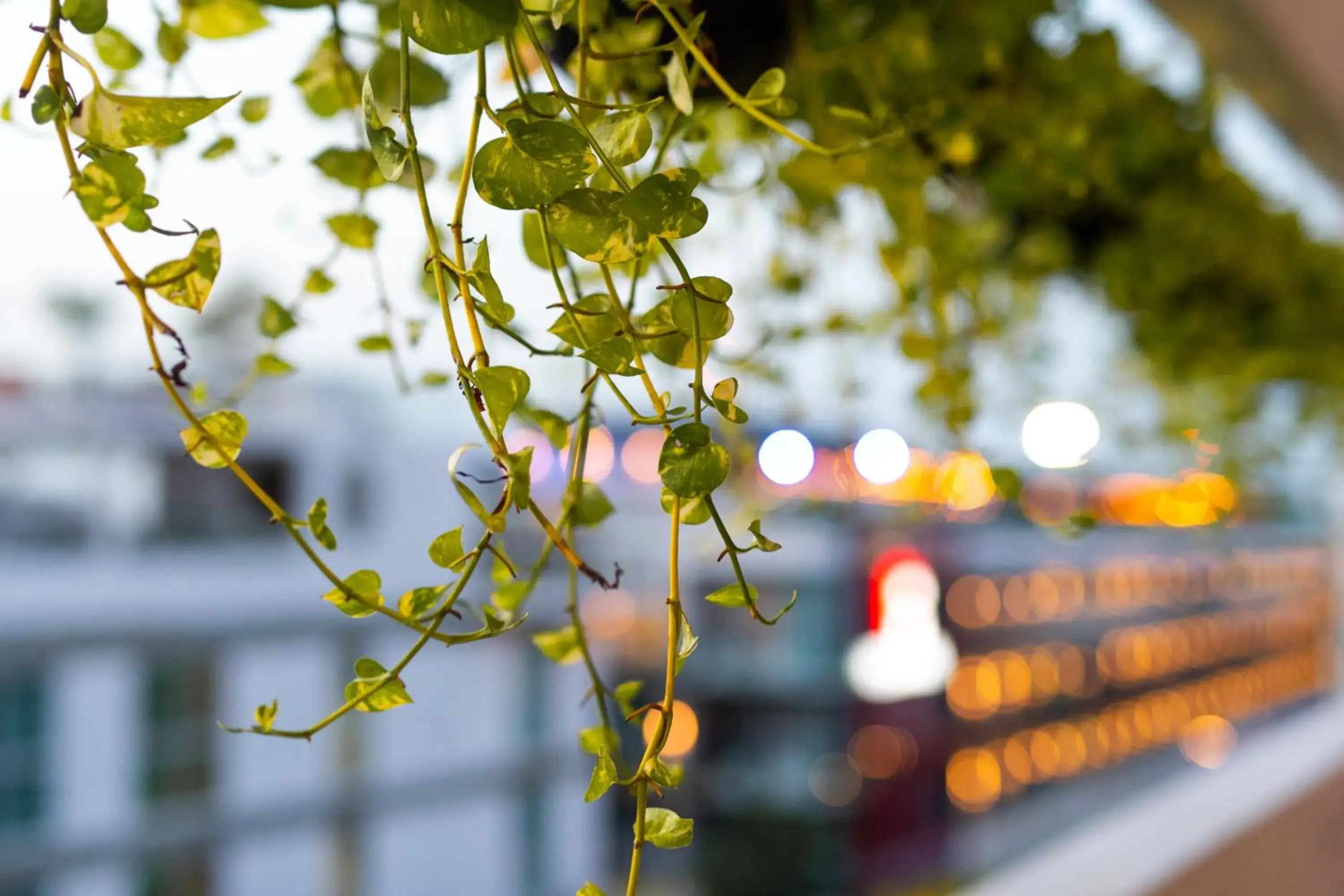 City view in Soho Playa Hotel City view in Soho Playa Hotel