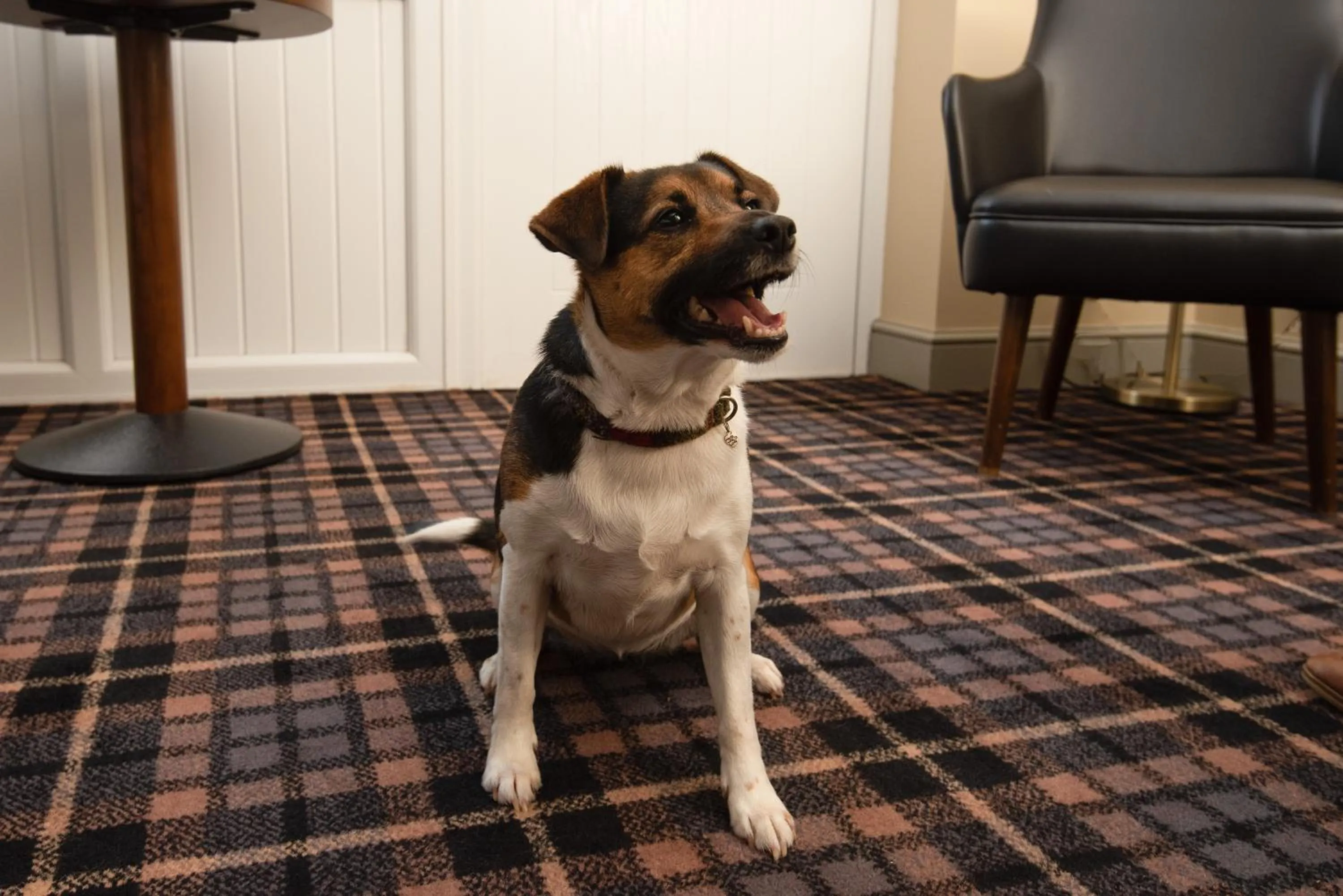pet friendly in The Amble Inn - The Inn Collection Group