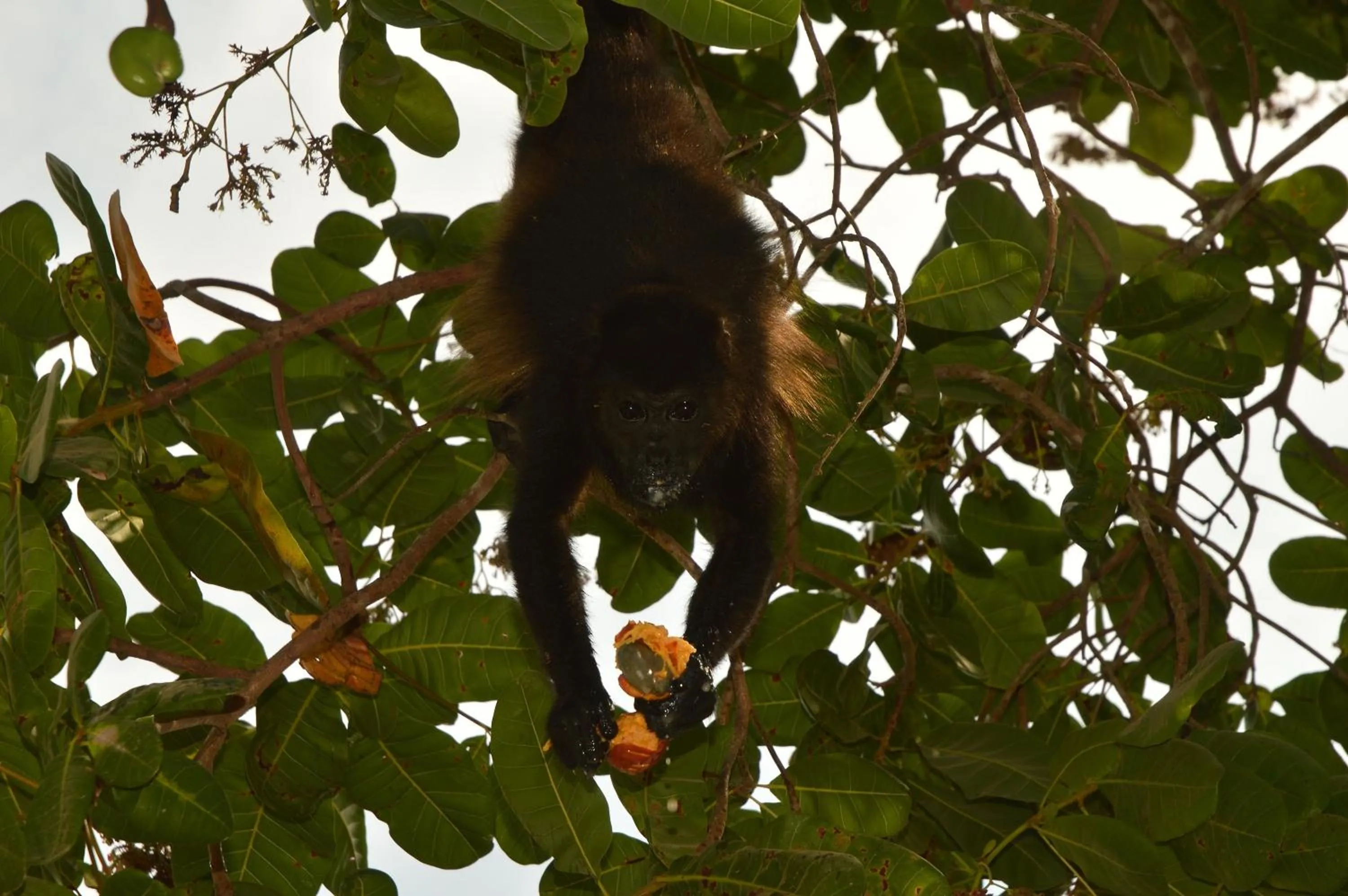 Garden in Zula Inn Aparthotel