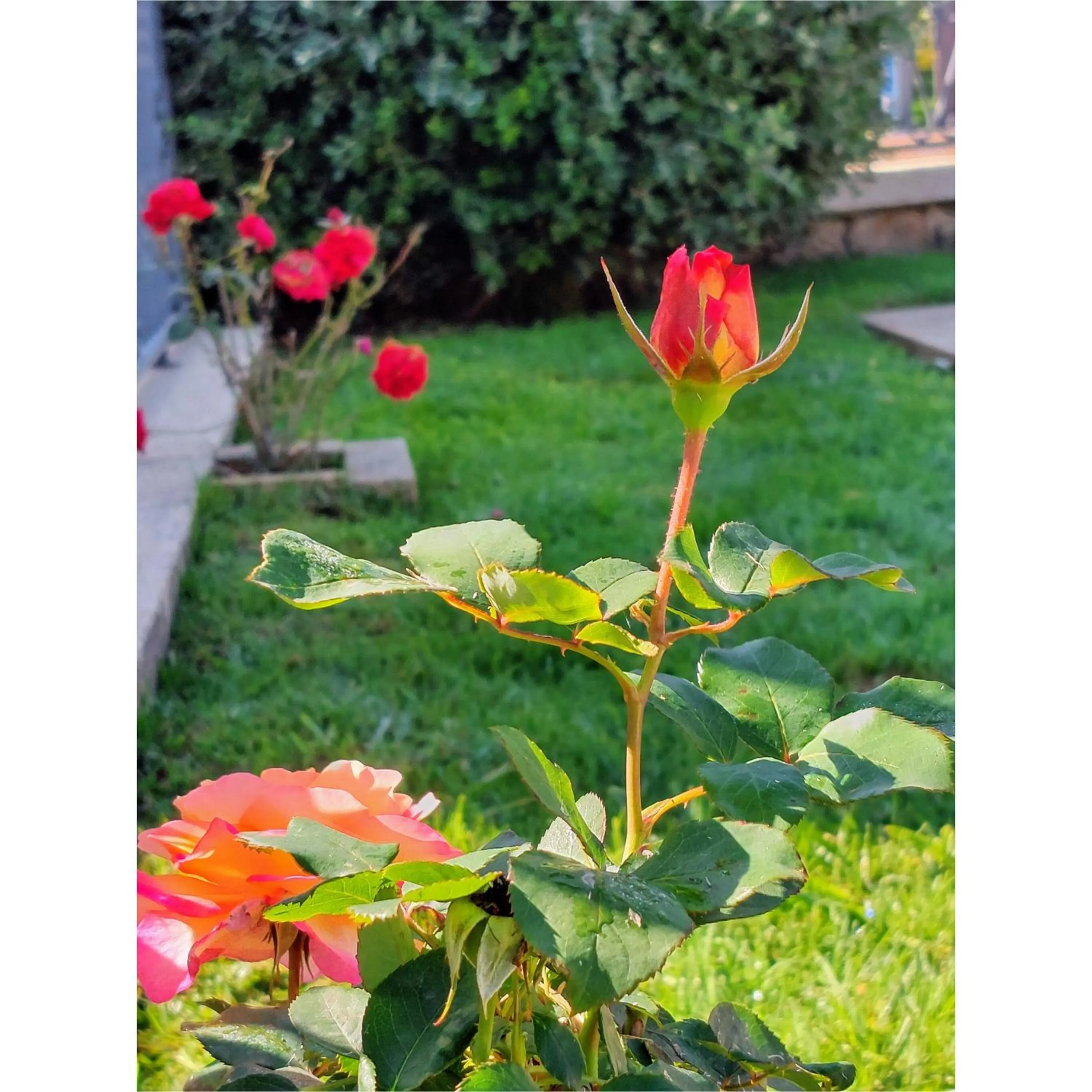 Hotel Apartamento Marouco