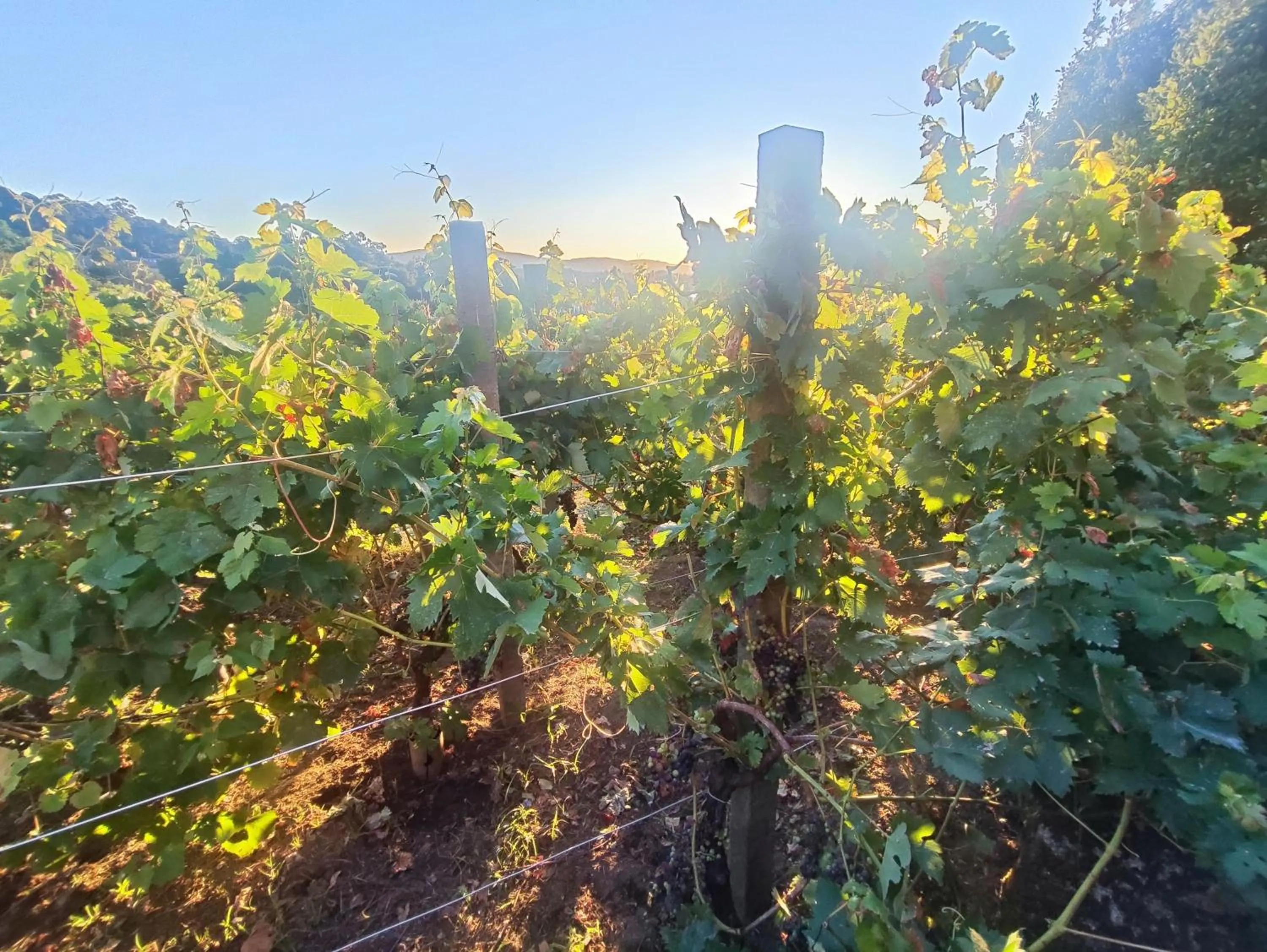 Hotel Apartamento Marouco