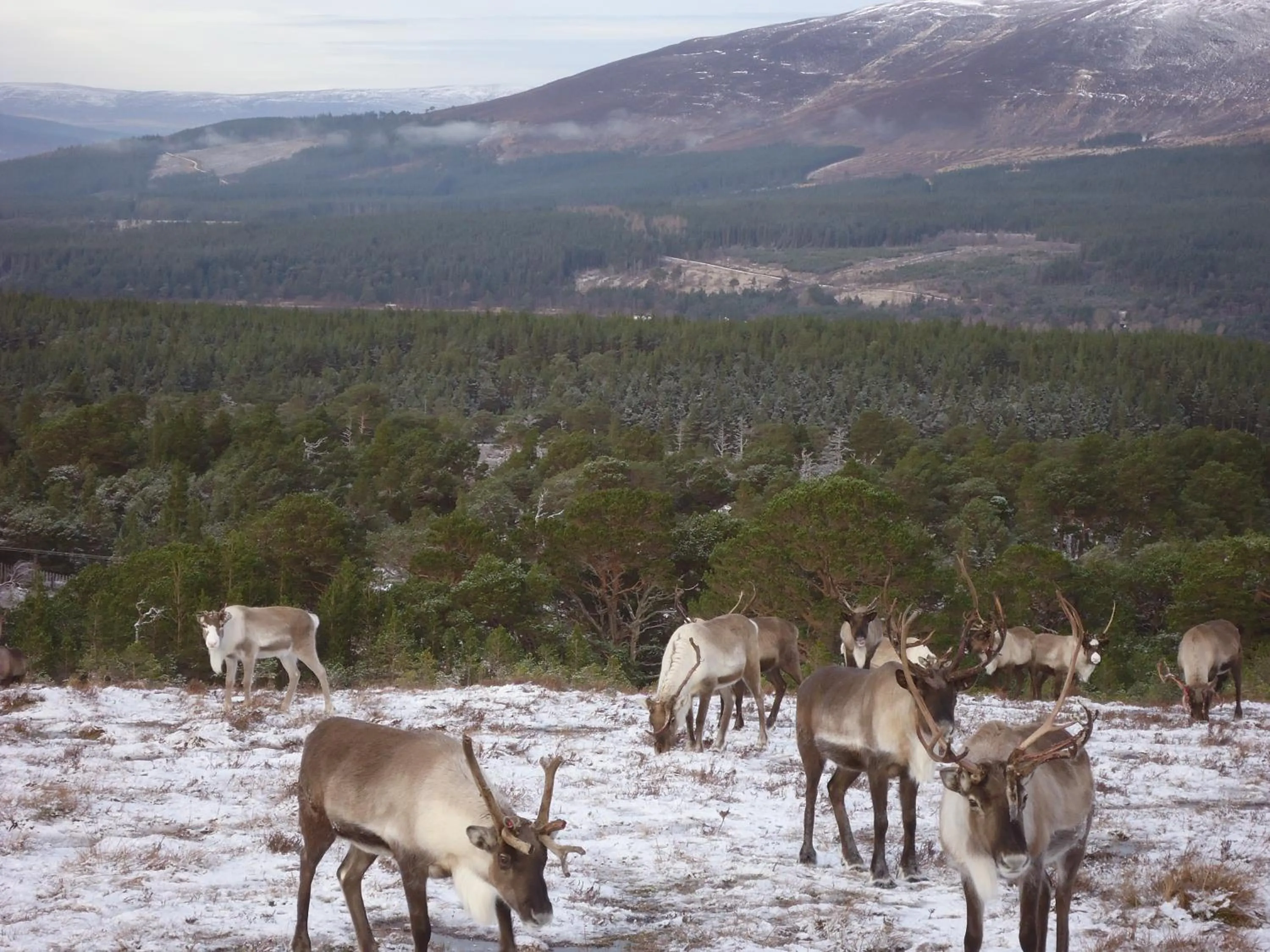 Animals in Dunroamin Bed and Breakfast