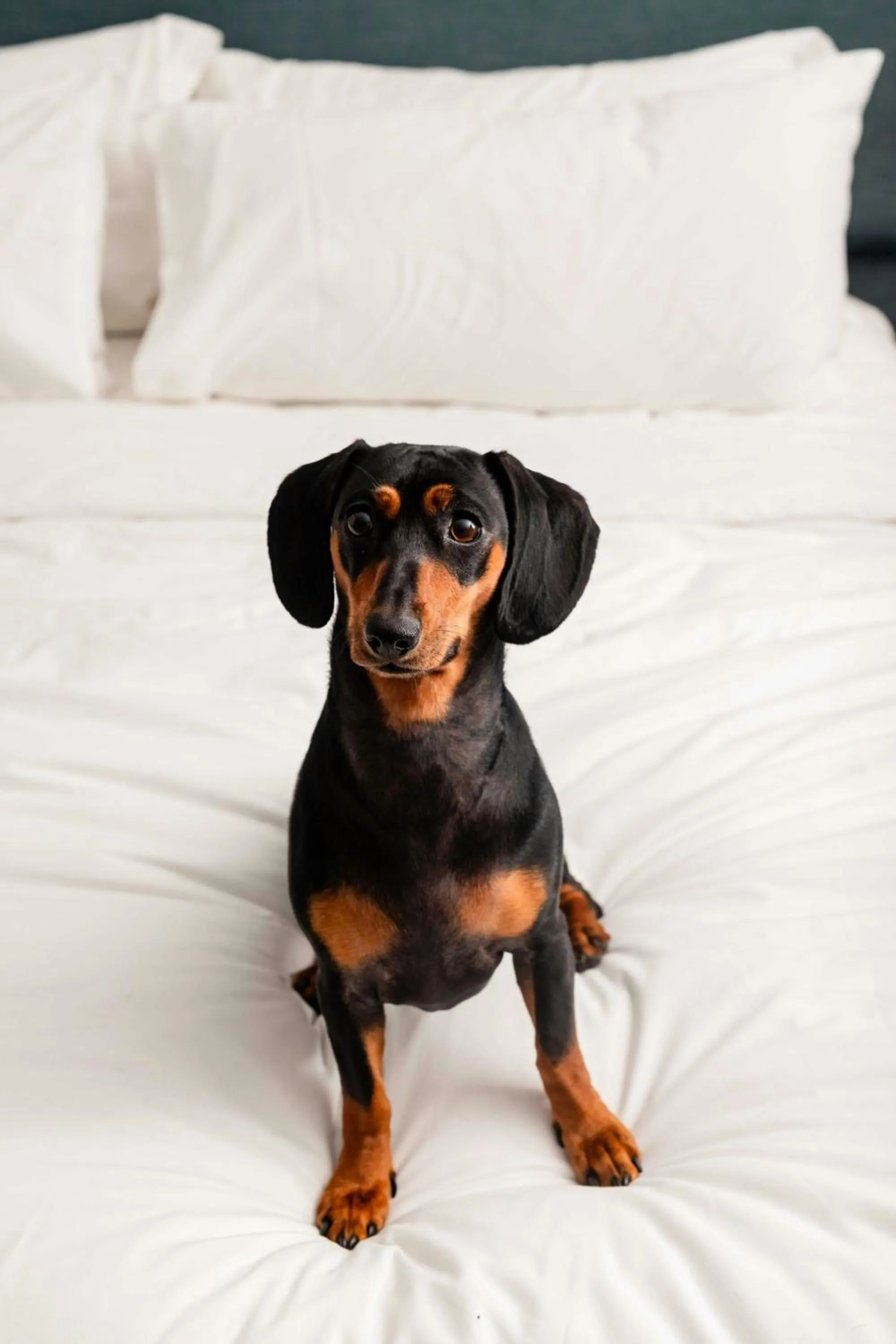 Photo of the whole room, Bed in Alma San Diego Downtown, a Tribute Portfolio Hotel