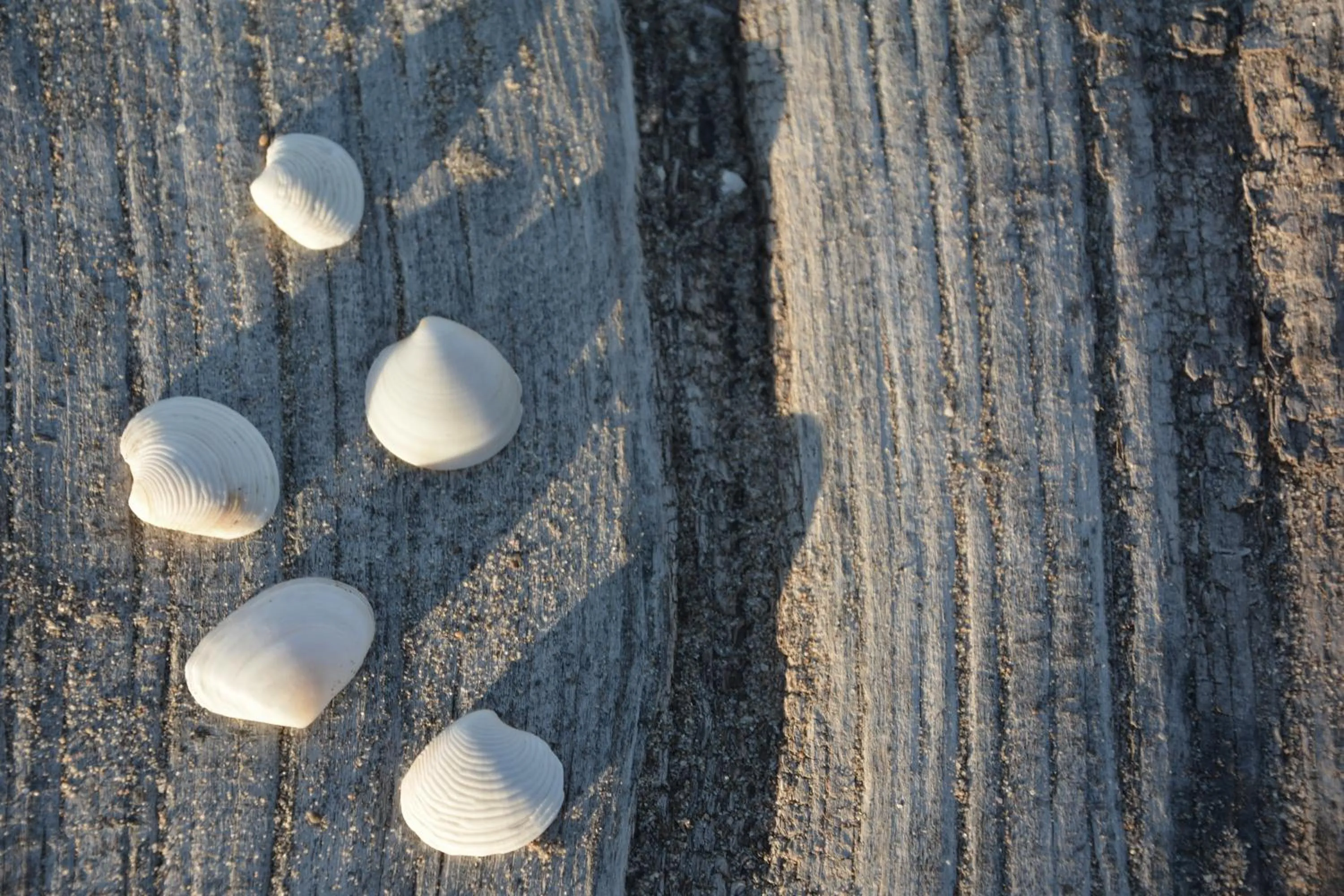 Beach in YOU & CO. Saler Beach Boutique