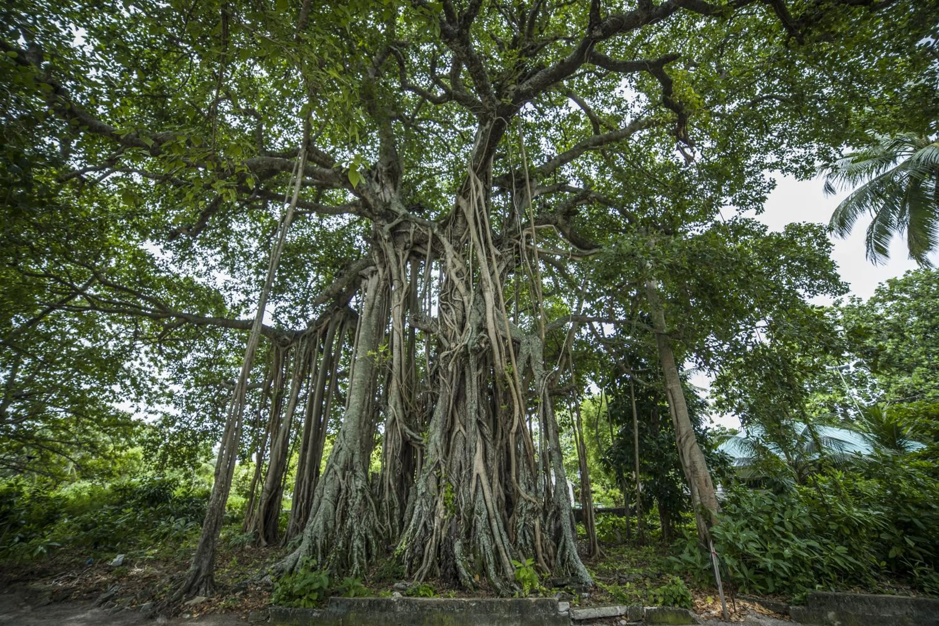 Natural landscape in By the shade Maldives