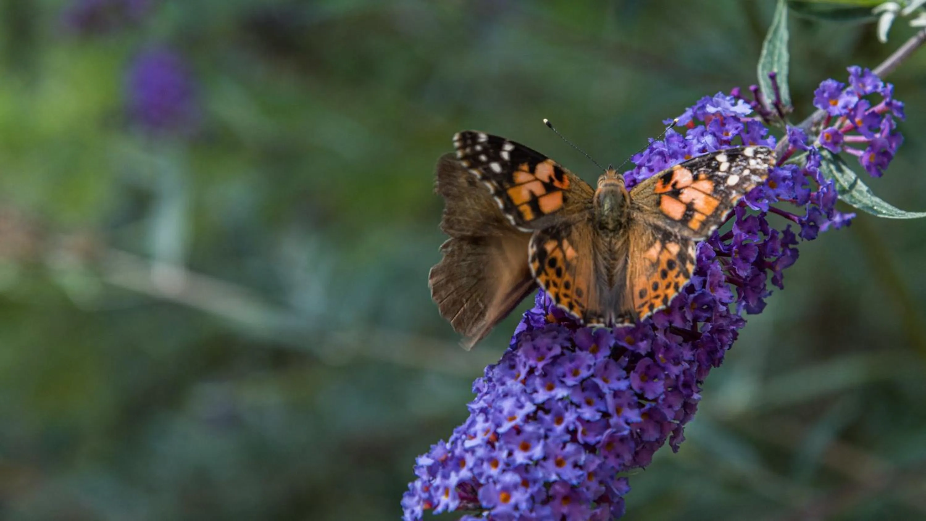 AppartChalet LA RONDULA - 100m from Seceda