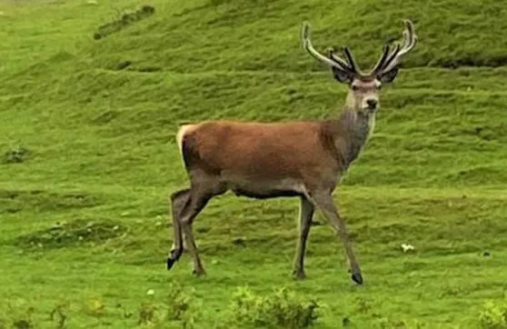 Song of the Sea, Selkie House