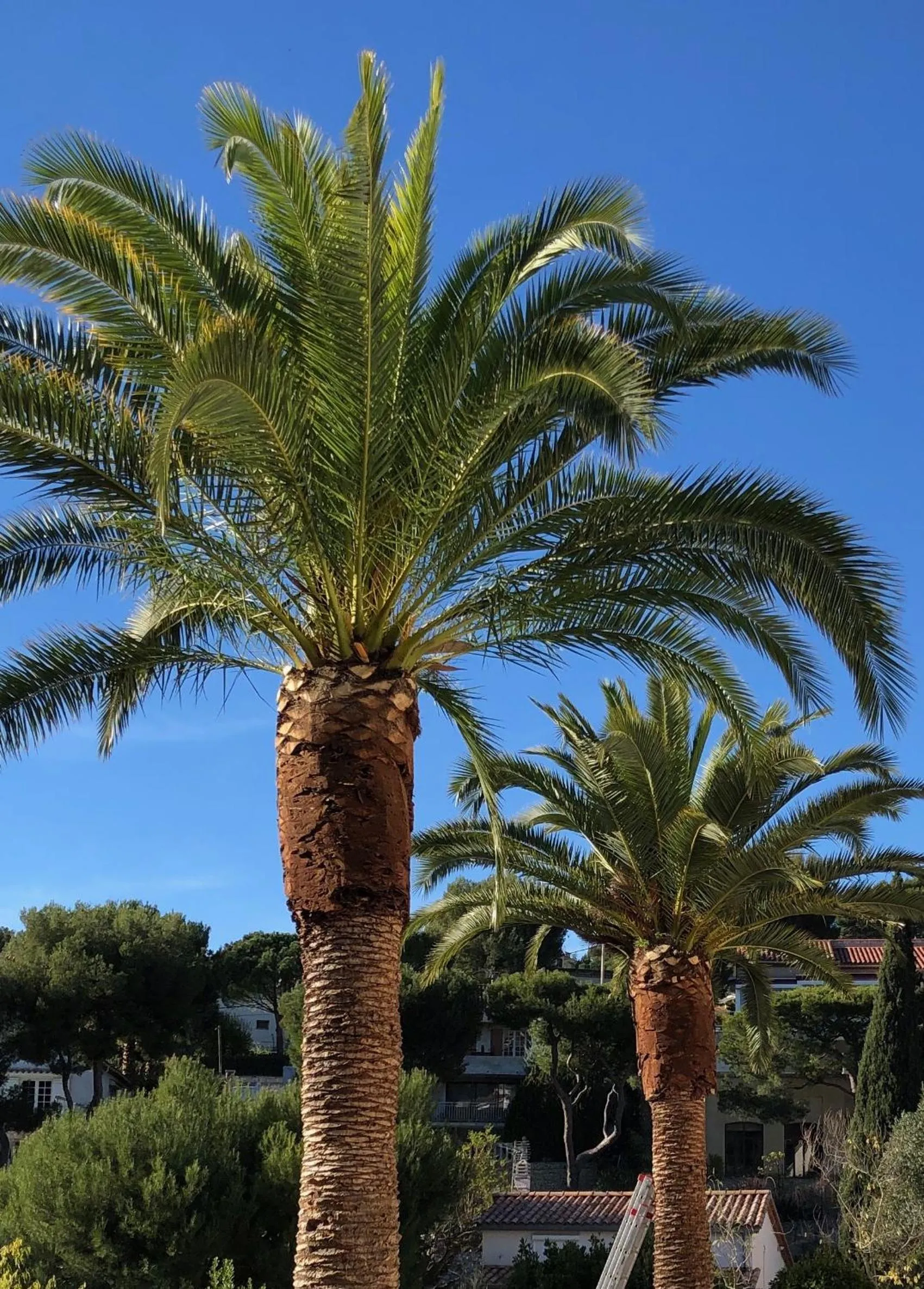 Garden in THE ADDRESS CASSIS