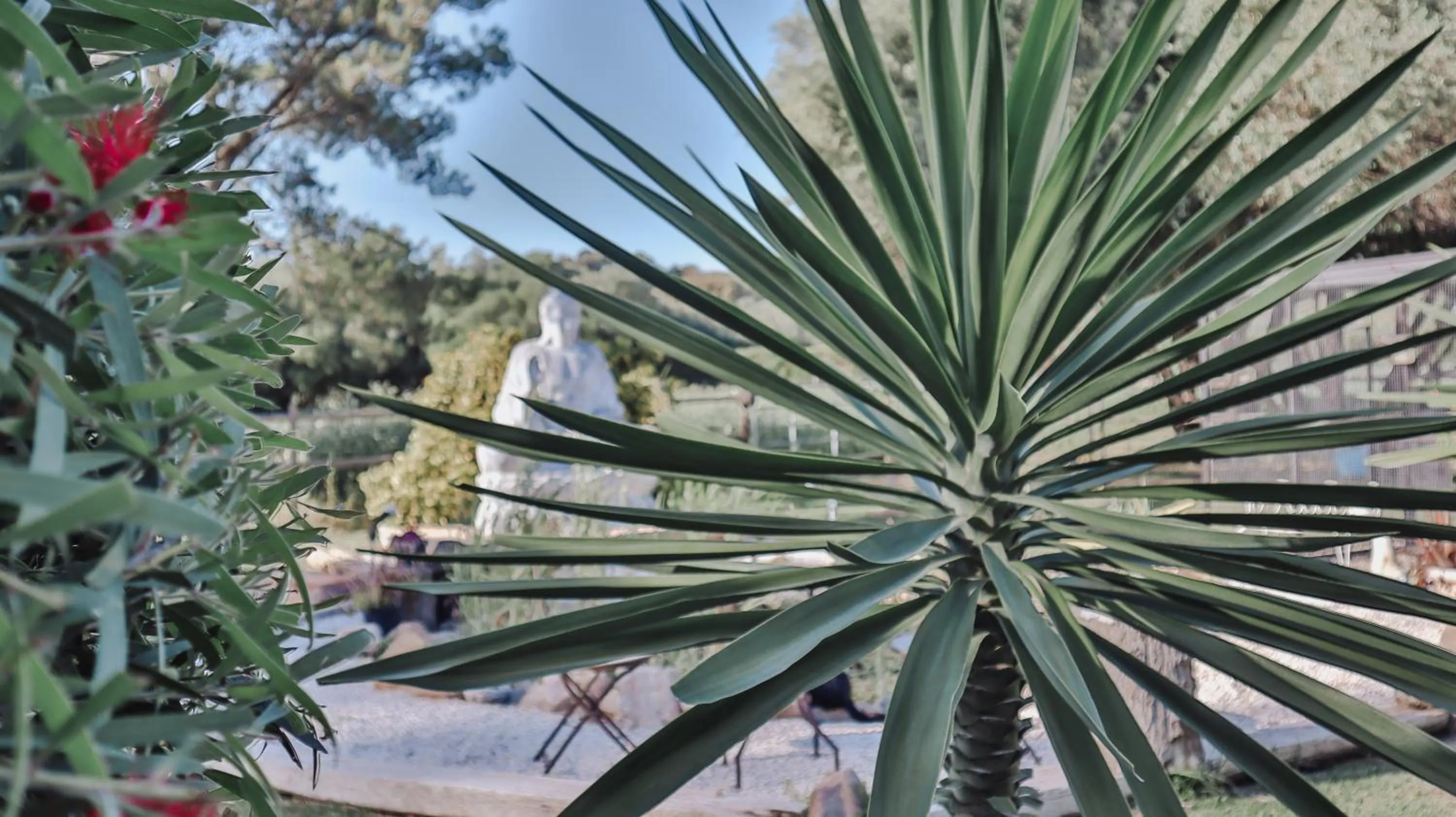 Garden in Boutique Hotel Rancho Los Lobos