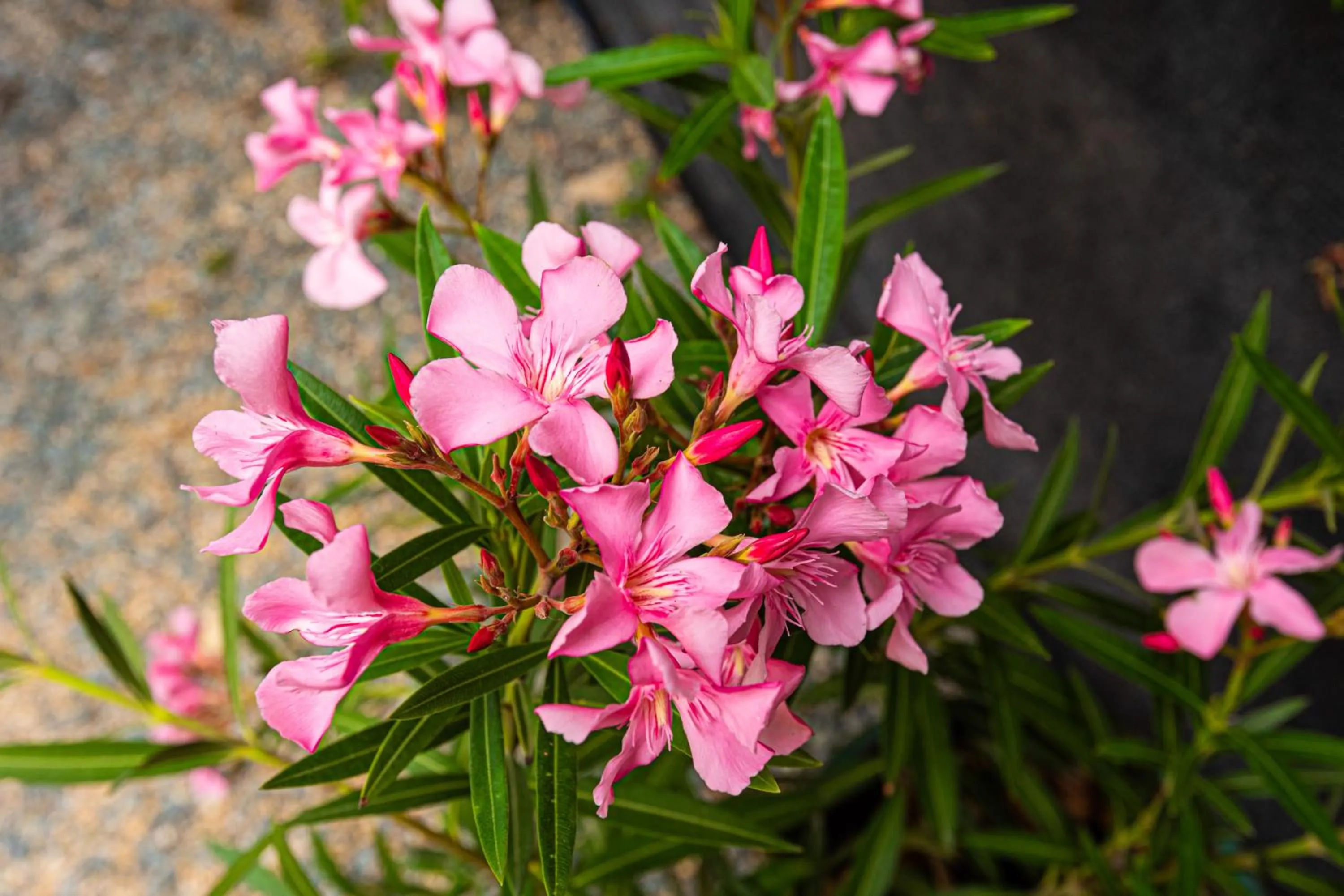 iVAVev IS US ByTheSea EforieSud