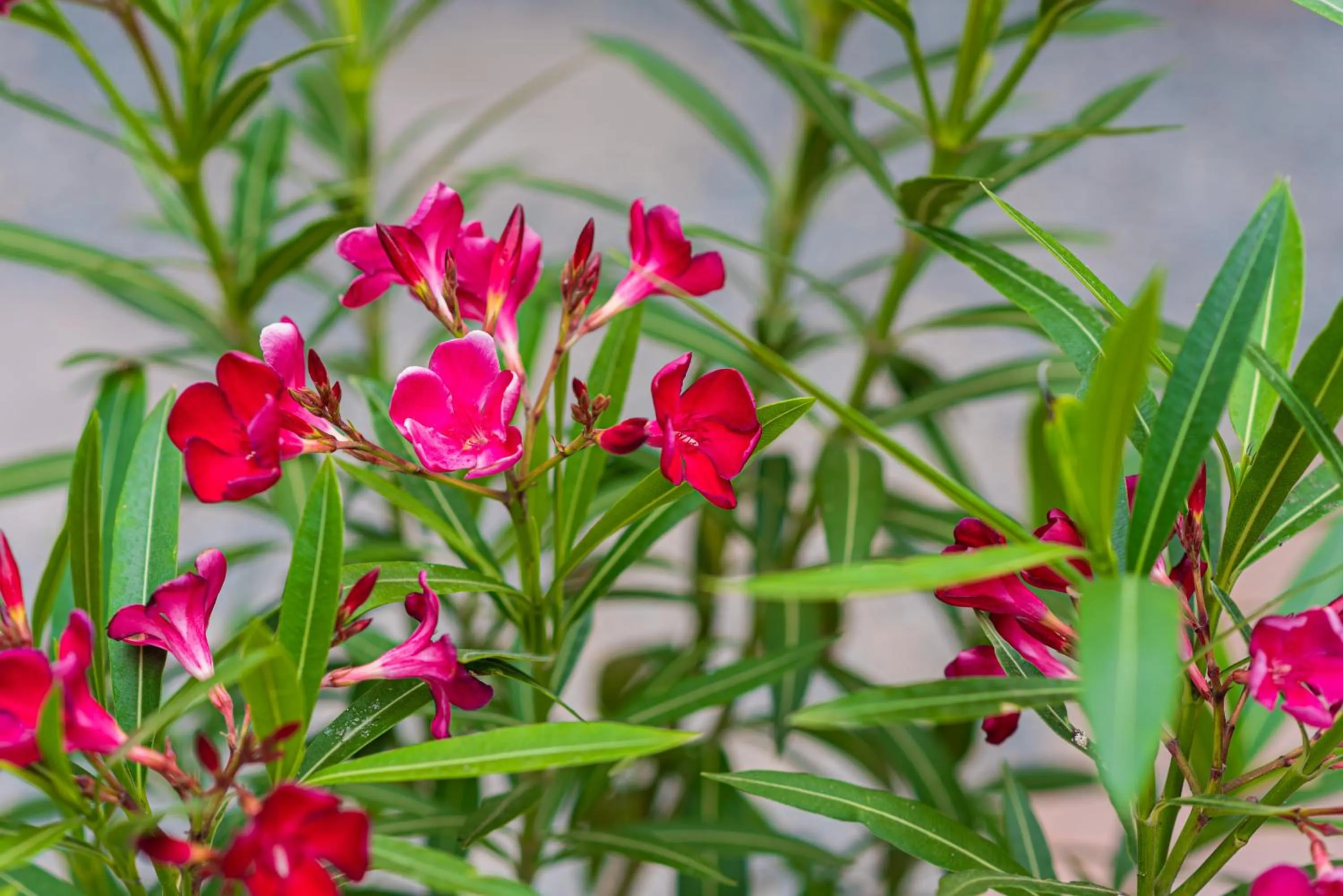 iVAVev IS US ByTheSea EforieSud