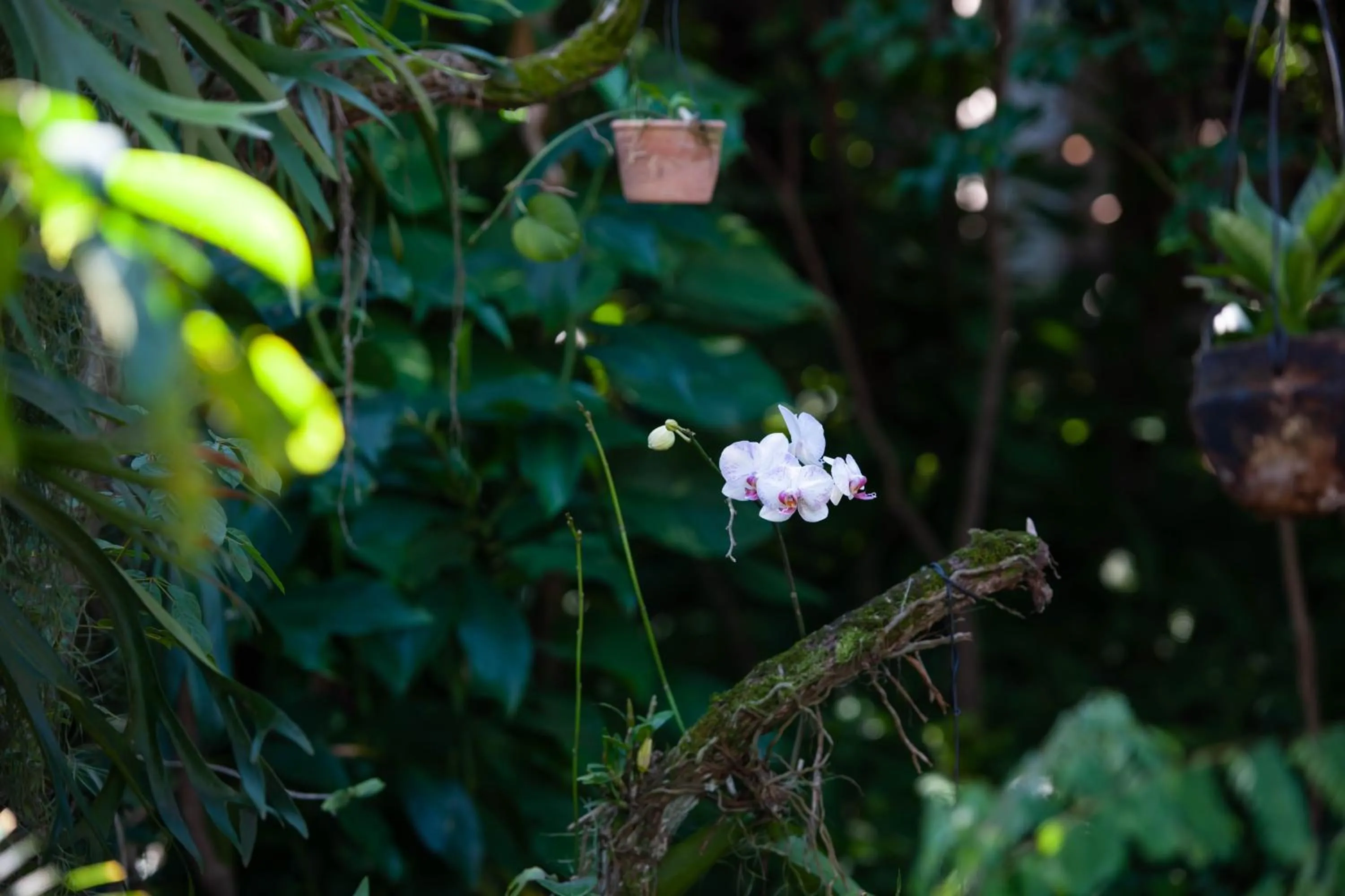 Garden in Pousada Pau Brasil Ubu