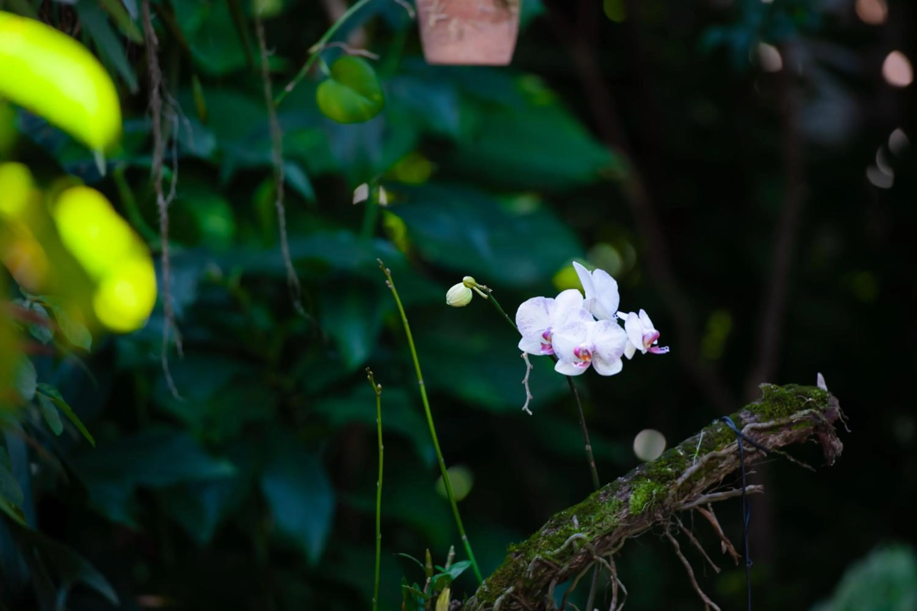 Garden in Pousada Pau Brasil Ubu