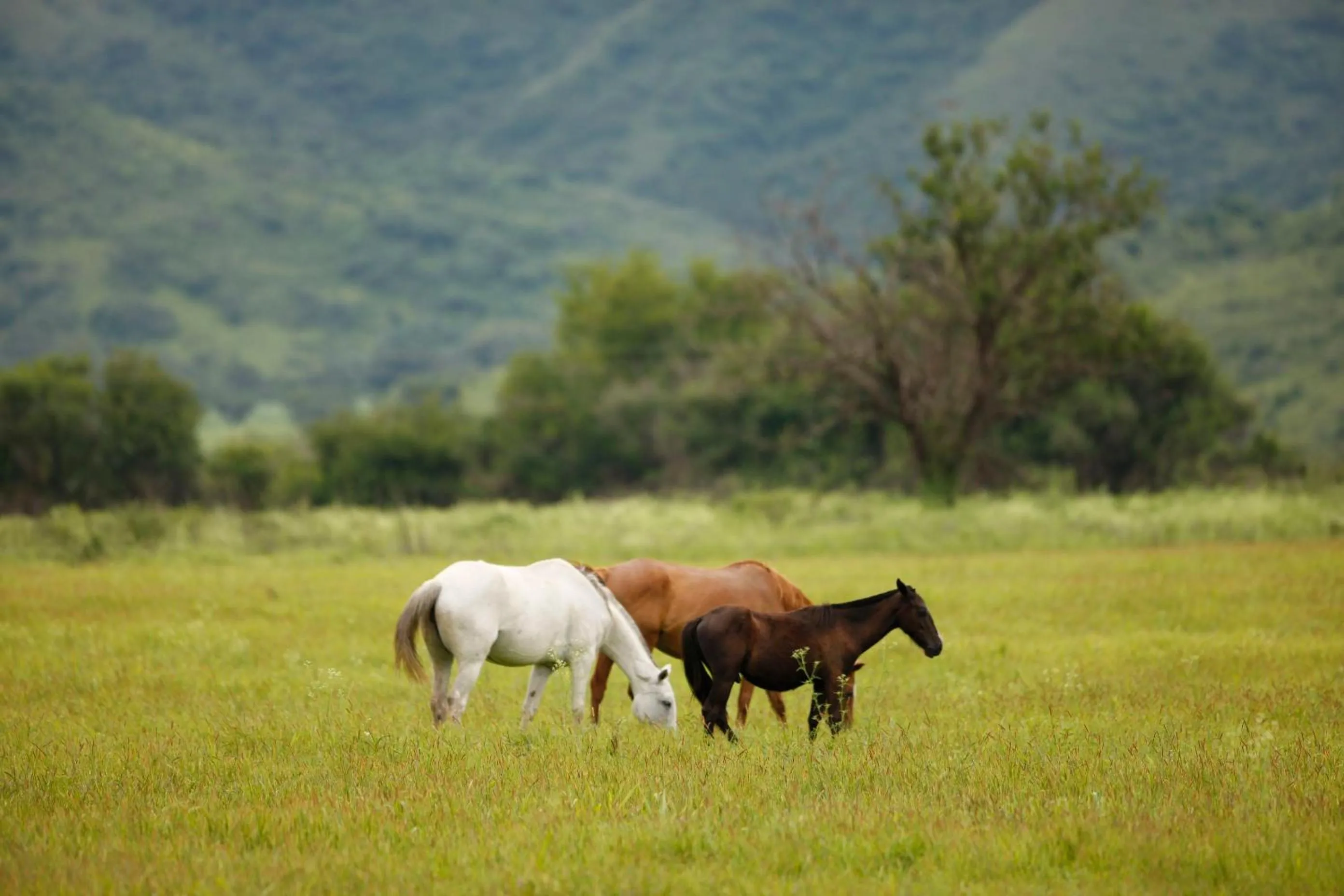 Natural landscape in House of Jasmines Relais & Châteaux