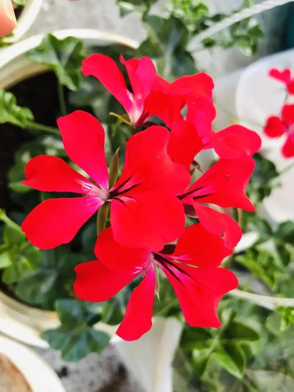 Property building in Ha Khoa Hotel Dalat Property building in Ha Khoa Hotel Dalat