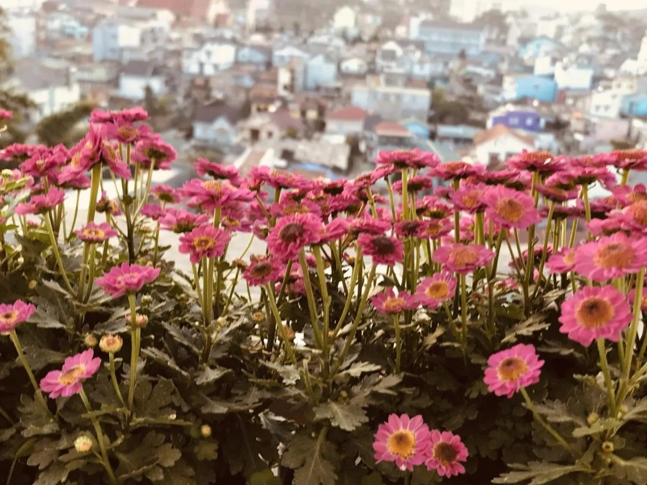 Property building in Ha Khoa Hotel Dalat