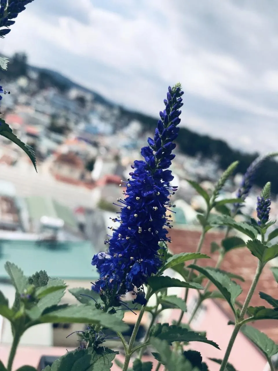 Property building in Ha Khoa Hotel Dalat