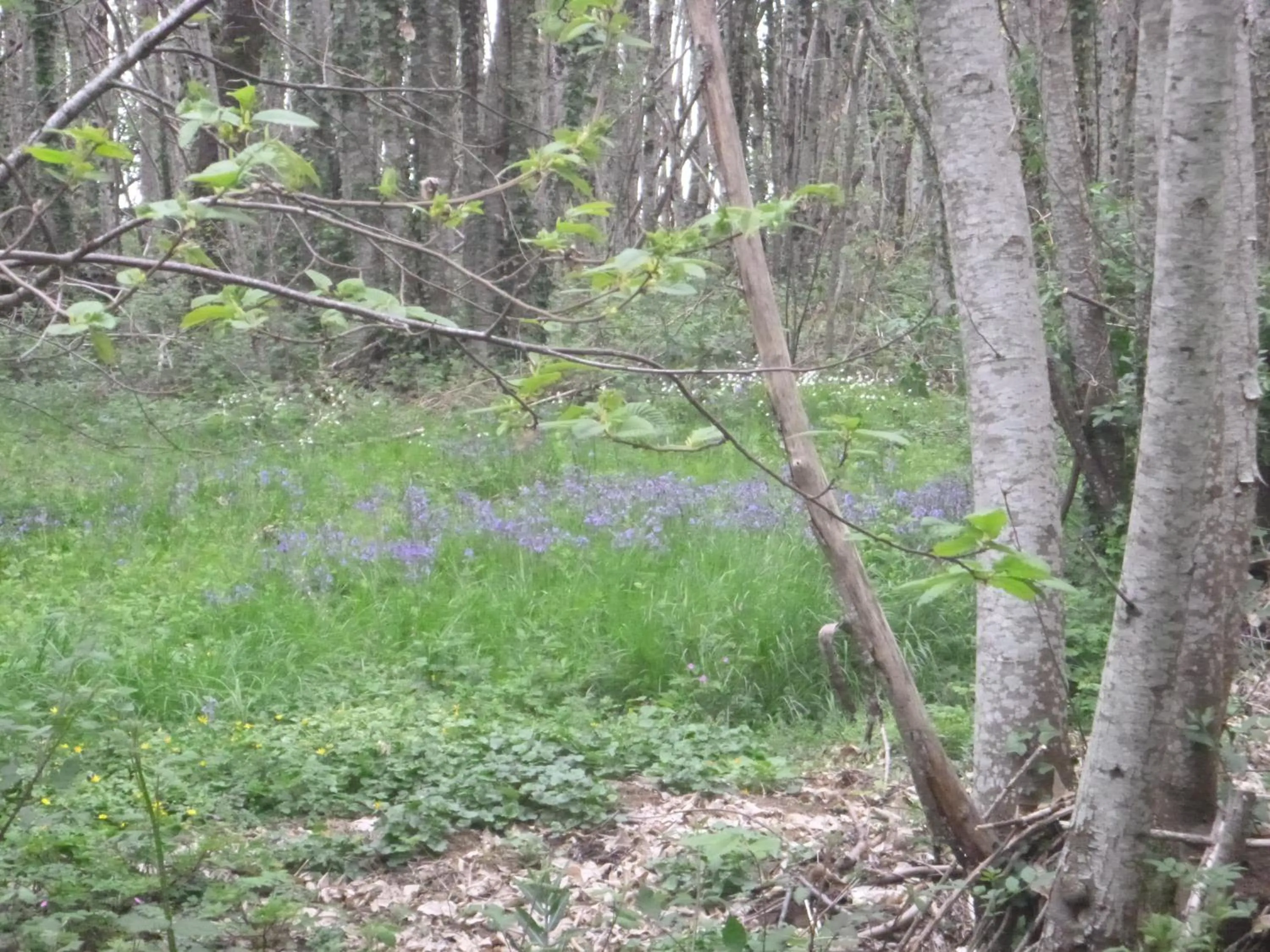 La Maison Des Fleurs