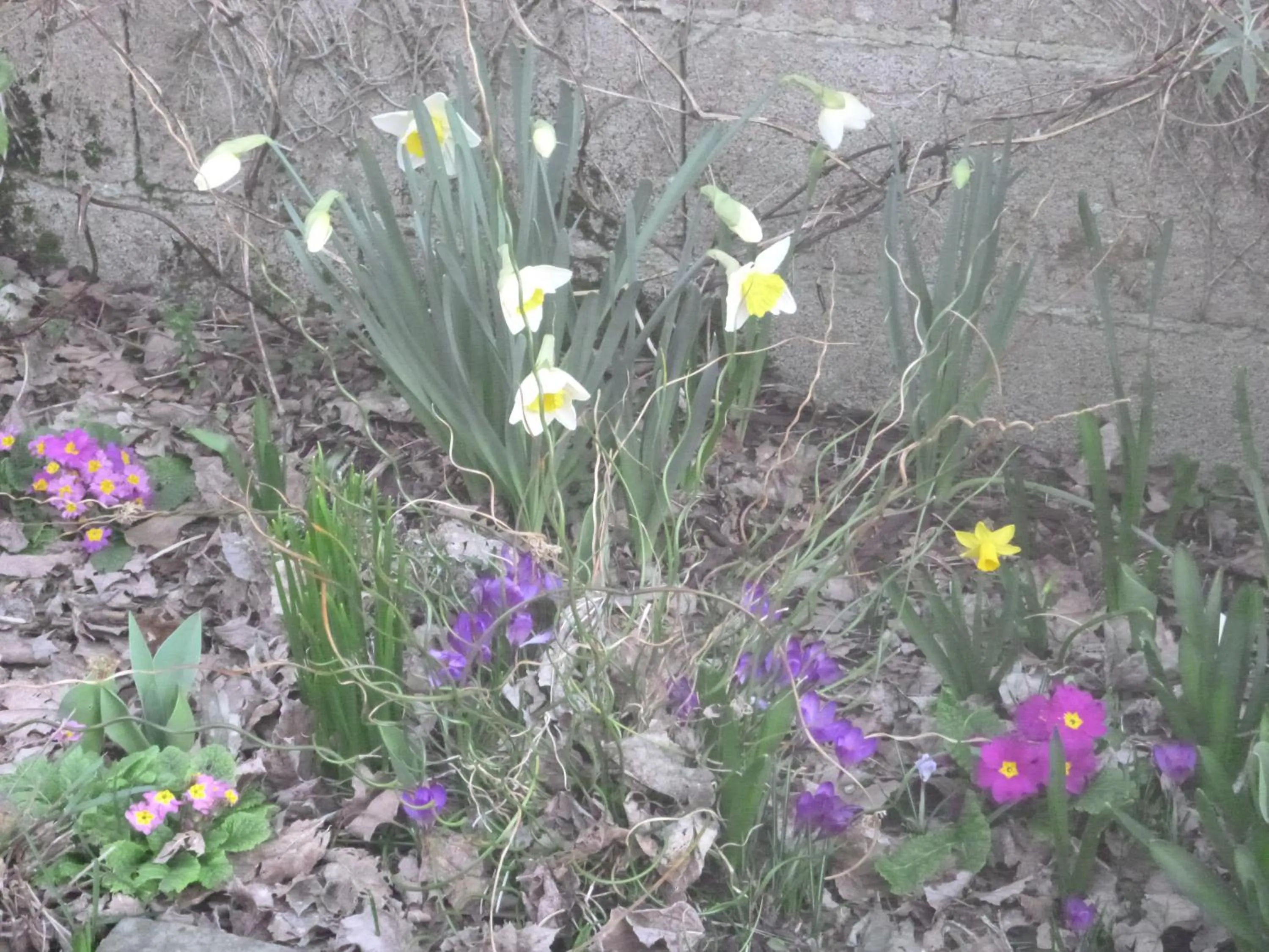 La Maison Des Fleurs