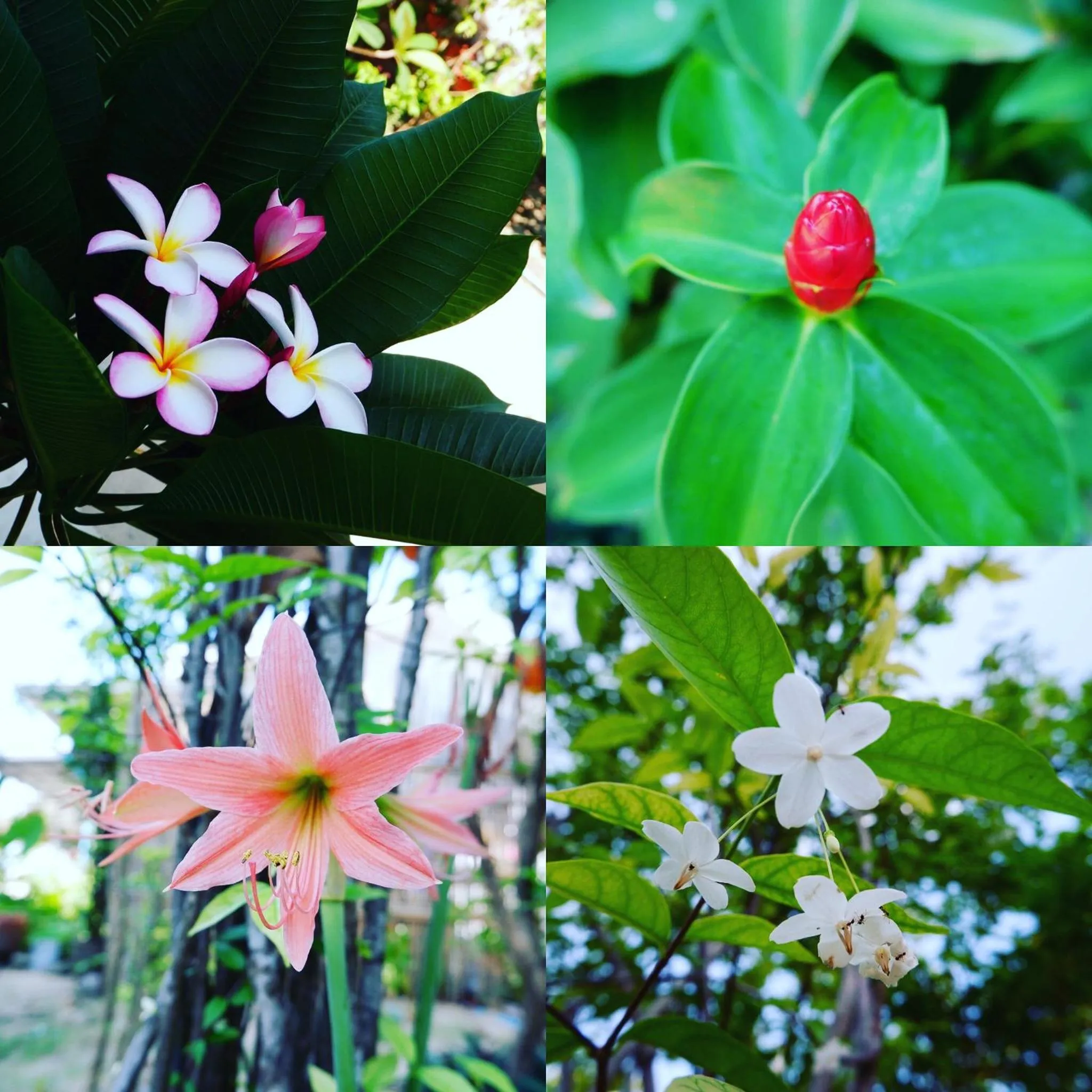 Garden in Pico Samui