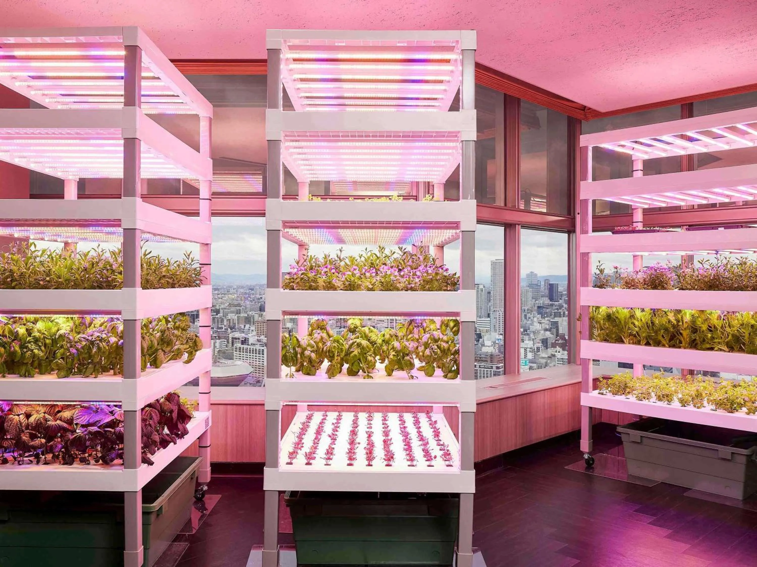 Restaurant/places to eat in Swissotel Nankai Osaka