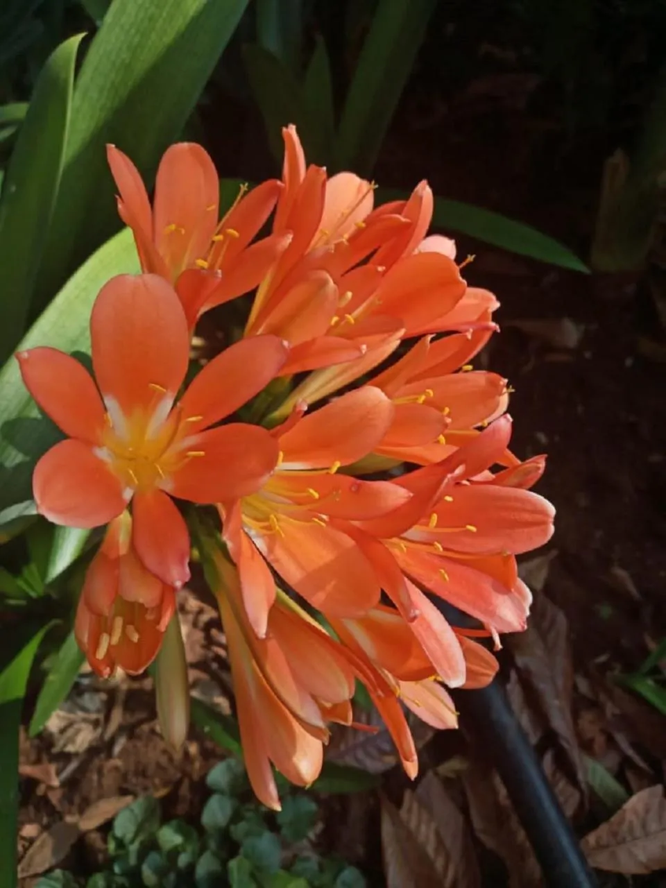 Garden view in Dove's Nest Guest House