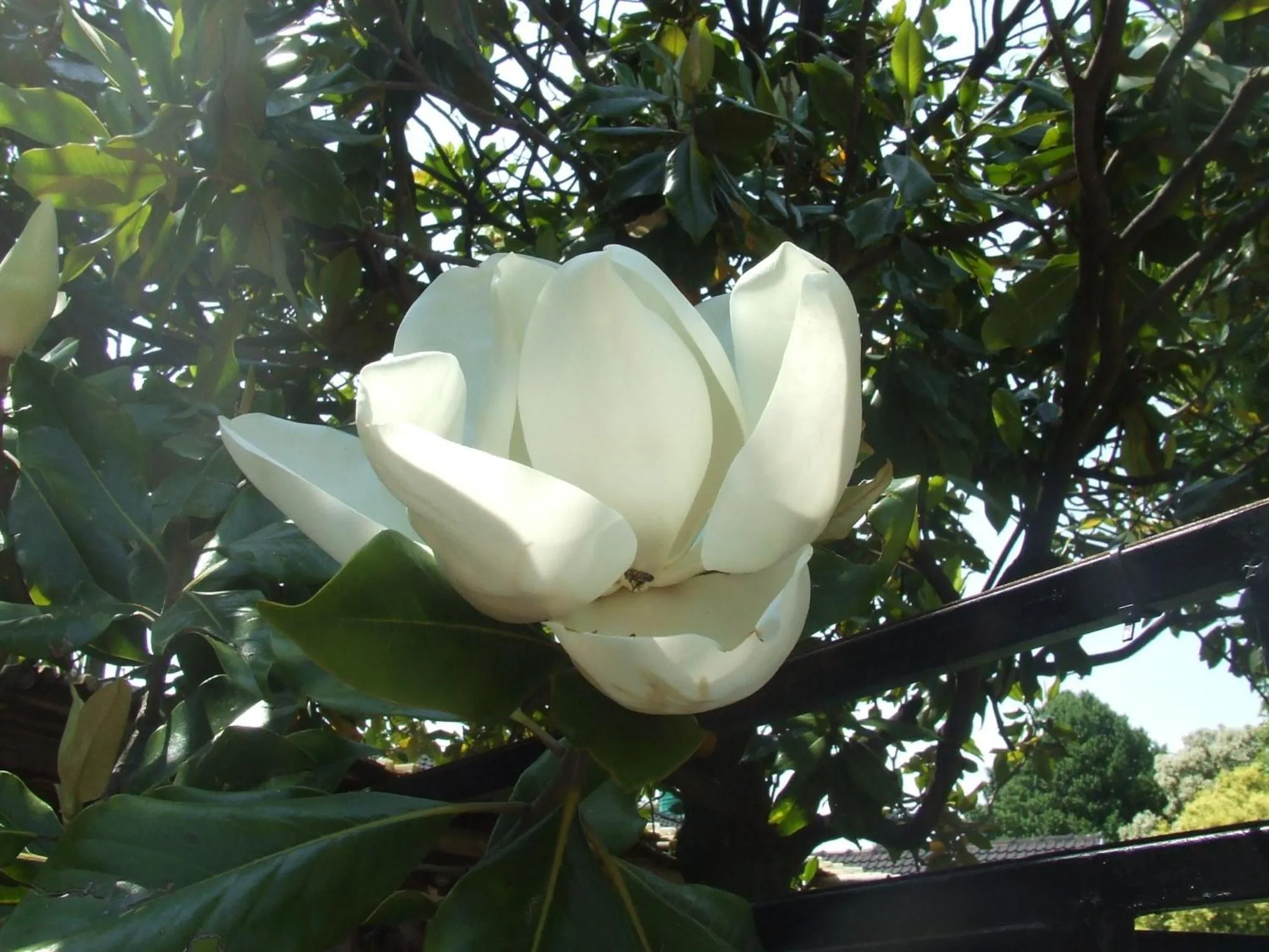 Garden in Dove's Nest Guest House