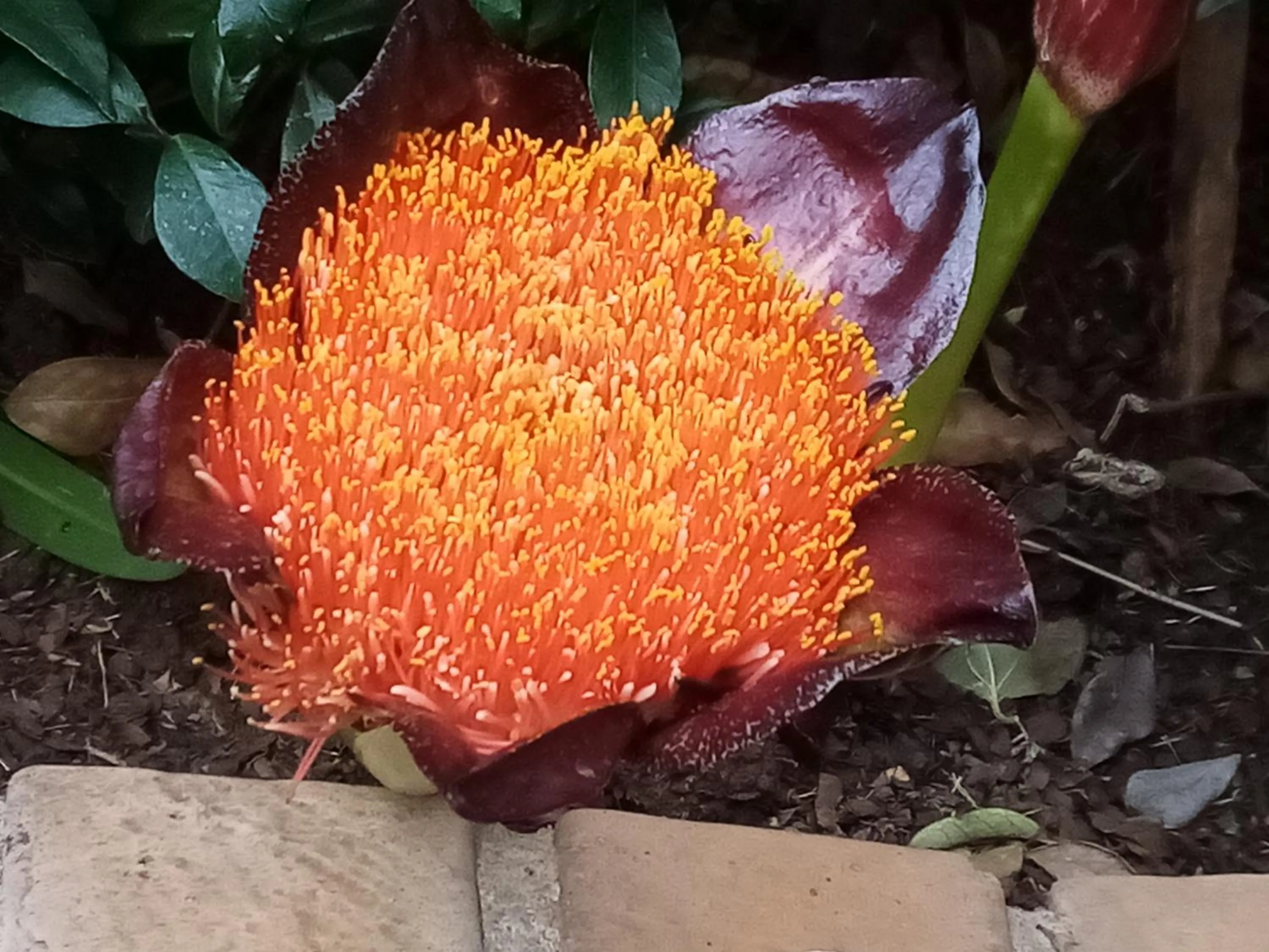 Other in Dove's Nest Guest House