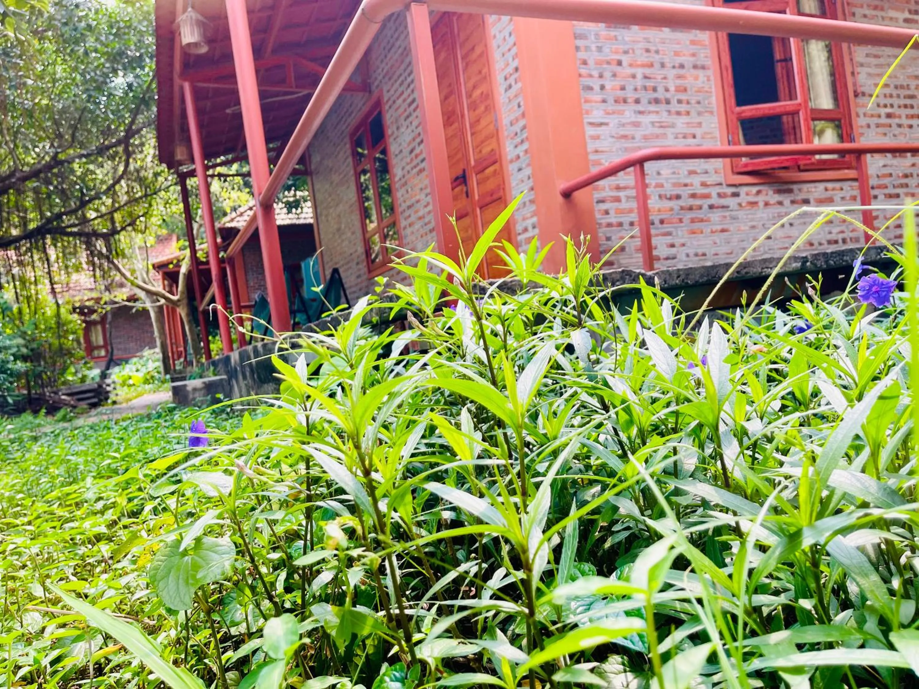 Natural landscape in Trang An Lotus Lake Homestay