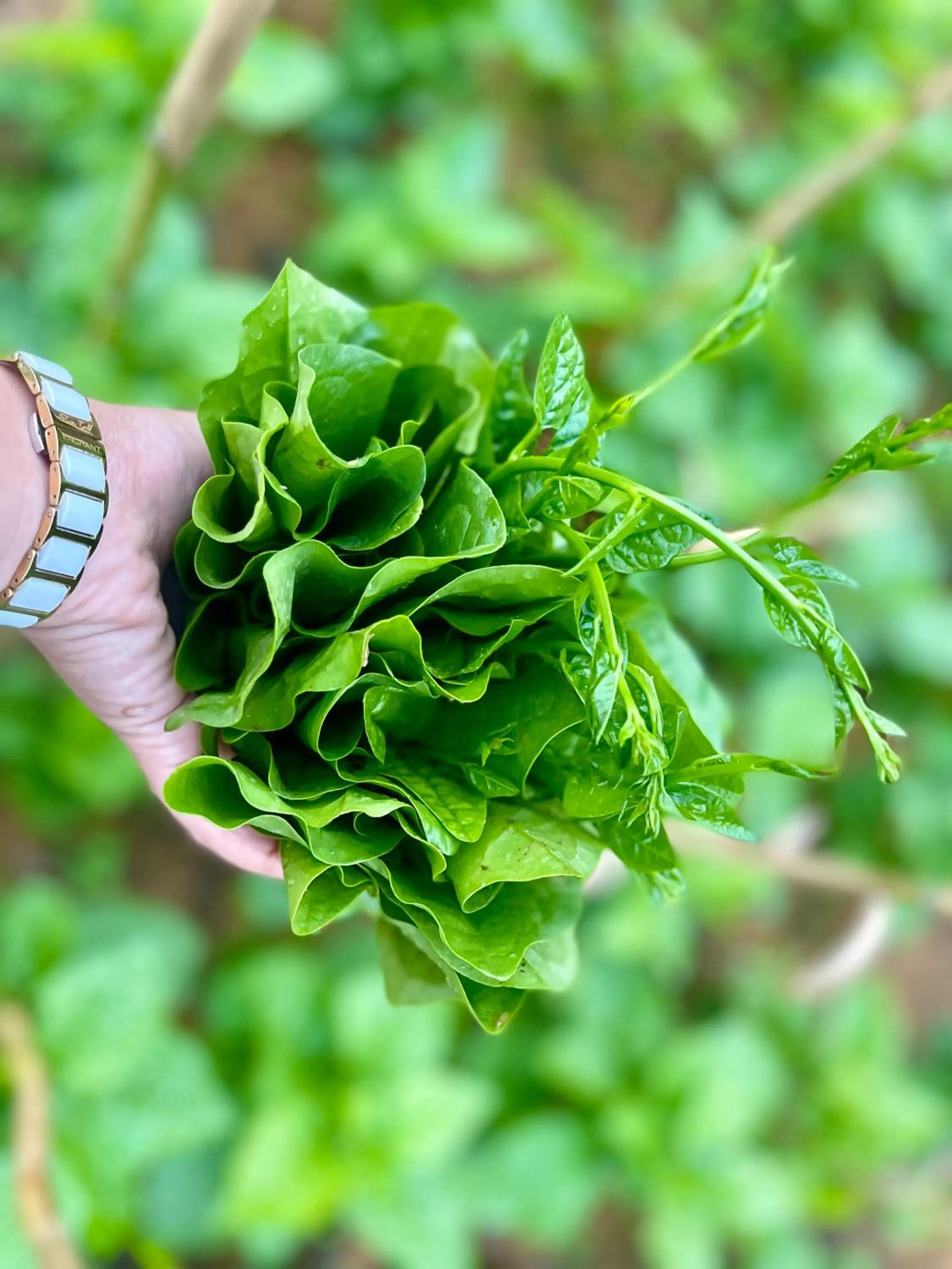 Day in Trang An Lotus Lake Homestay
