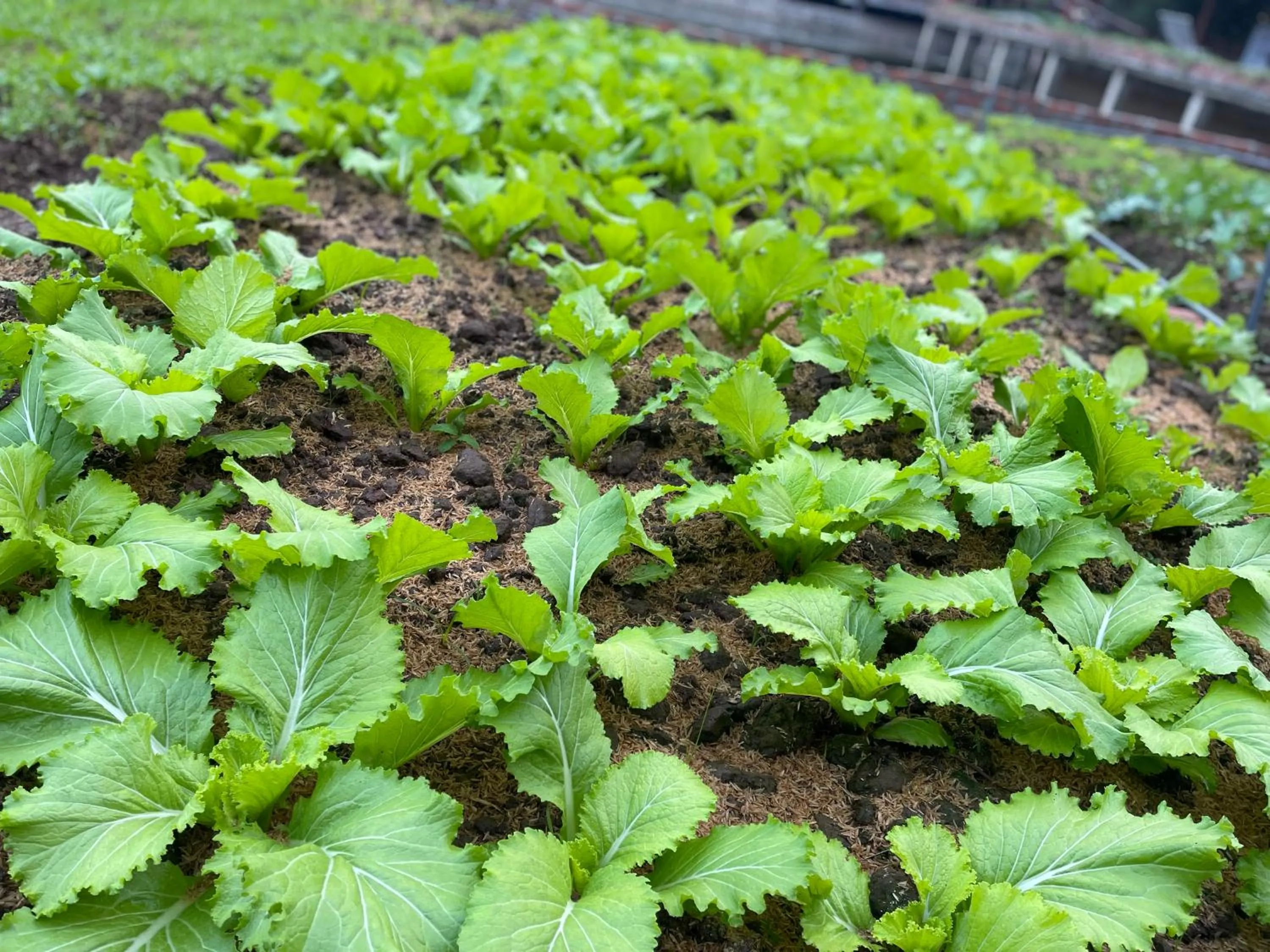 Day in Trang An Lotus Lake Homestay