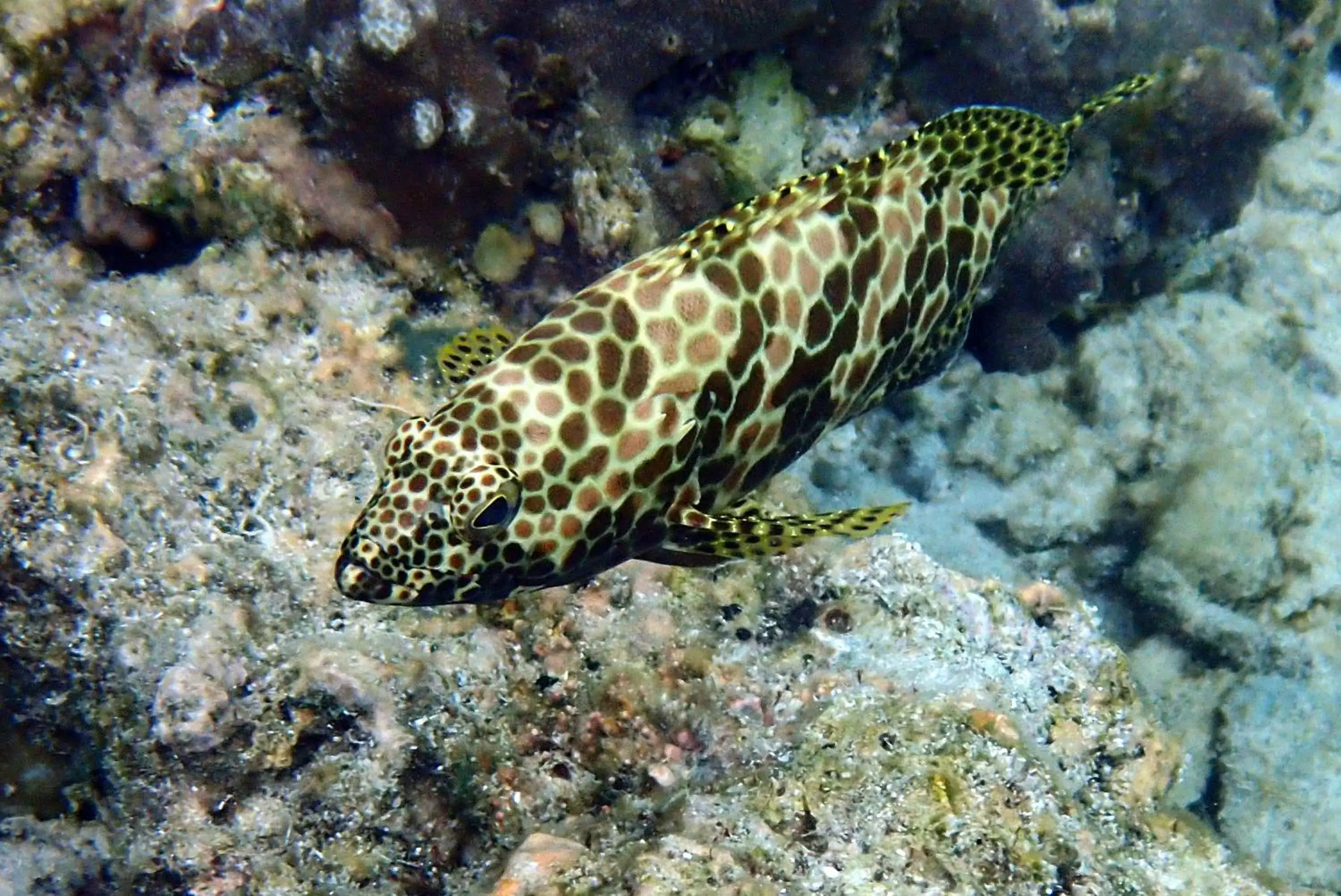 Snorkeling, Other Animals in White Villas Resort