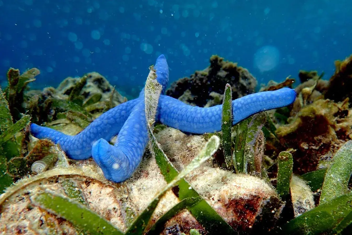 Natural landscape, Other Animals in White Villas Resort